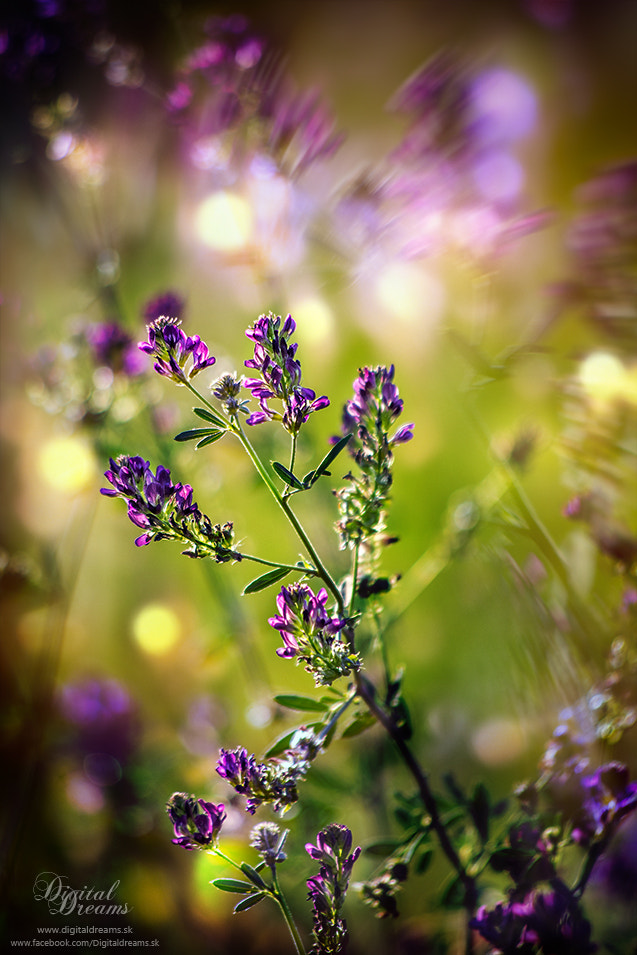 Pentax K-5 sample photo. Flower photography