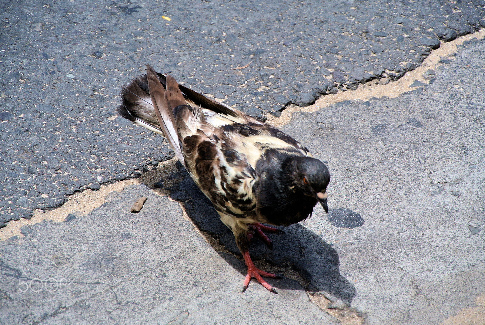 Nikon 1 V1 + 1 NIKKOR VR 10-100mm f/4-5.6 sample photo. Waikiki street pigeon photography