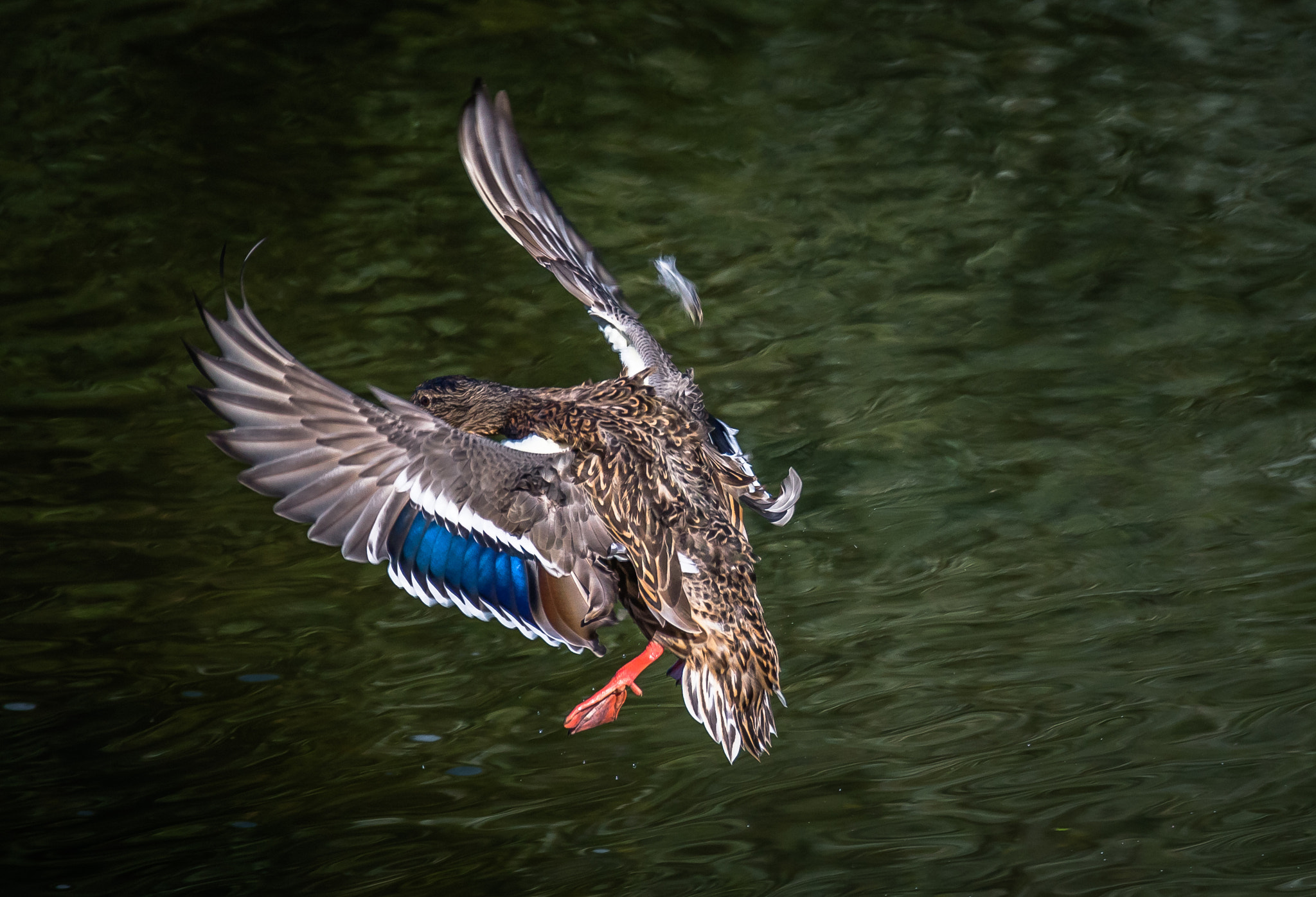 150-600mm F5-6.3 DG OS HSM | Contemporary 015 sample photo. The feathers are flying ...literally photography