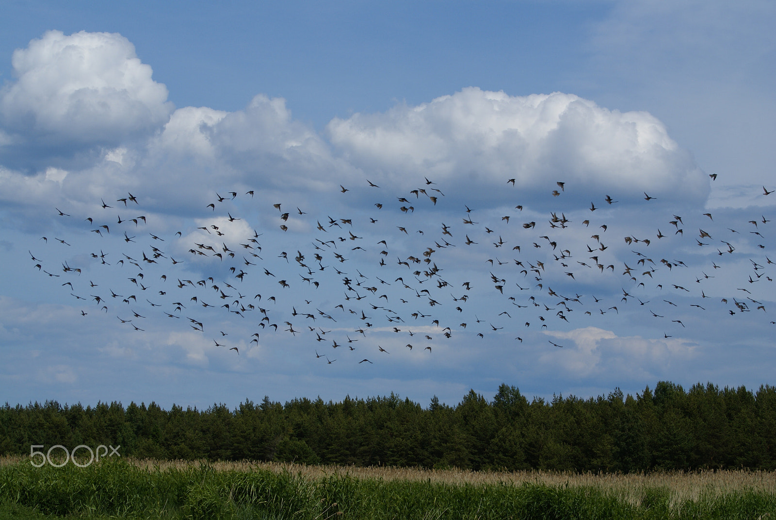 Sony Alpha DSLR-A100 sample photo. Flock of birds photography