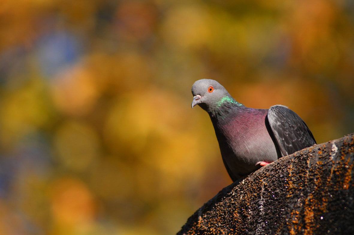 Canon EOS 7D + Tamron SP AF 70-200mm F2.8 Di LD (IF) MACRO sample photo. Pigeon photography