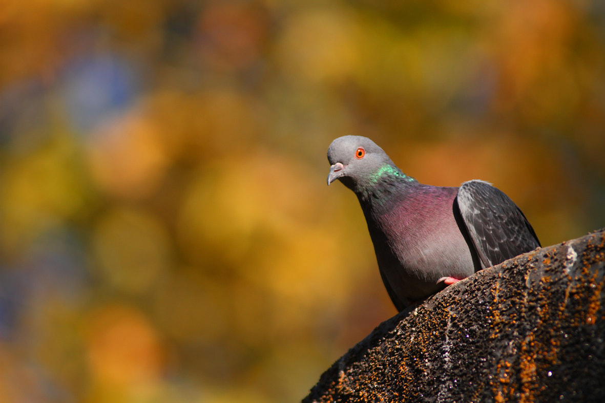 Tamron SP AF 70-200mm F2.8 Di LD (IF) MACRO sample photo. Pigeon photography