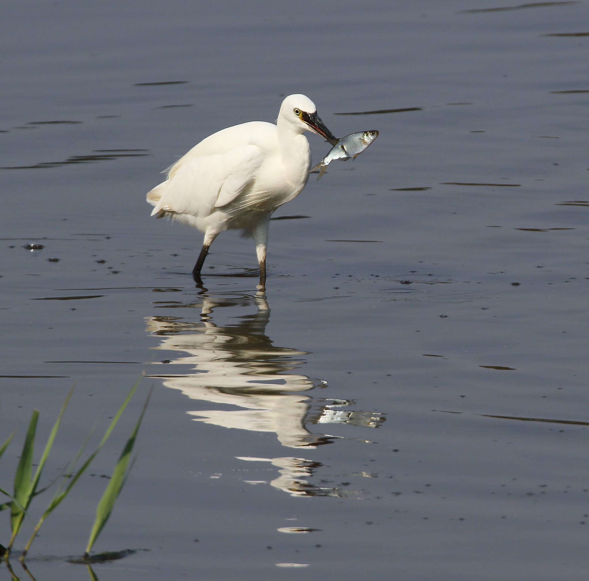 Sigma 150-600mm F5-6.3 DG OS HSM | S sample photo. Gotcha! photography