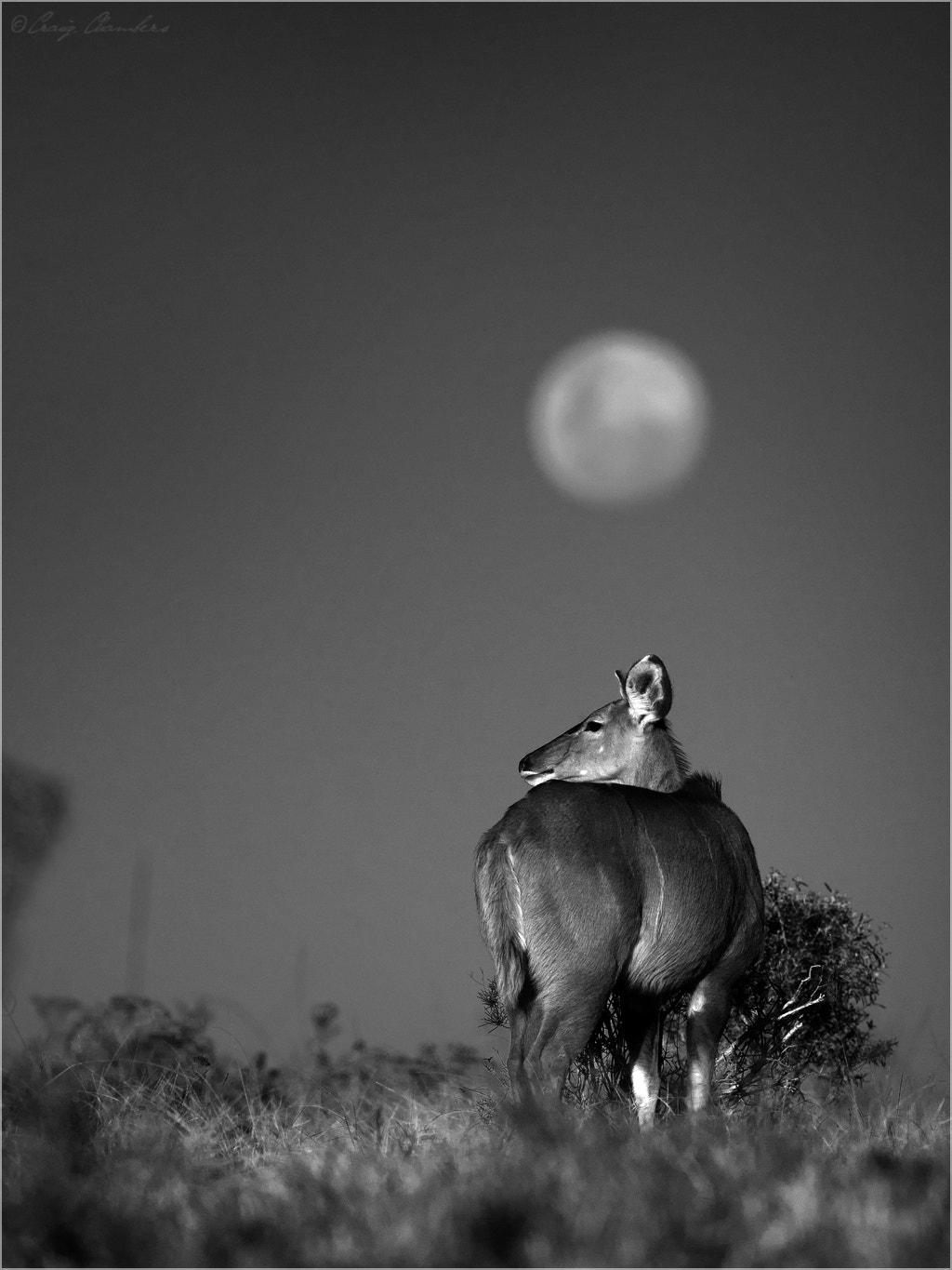 Canon EOS-1D Mark III sample photo. Kudu and moon photography