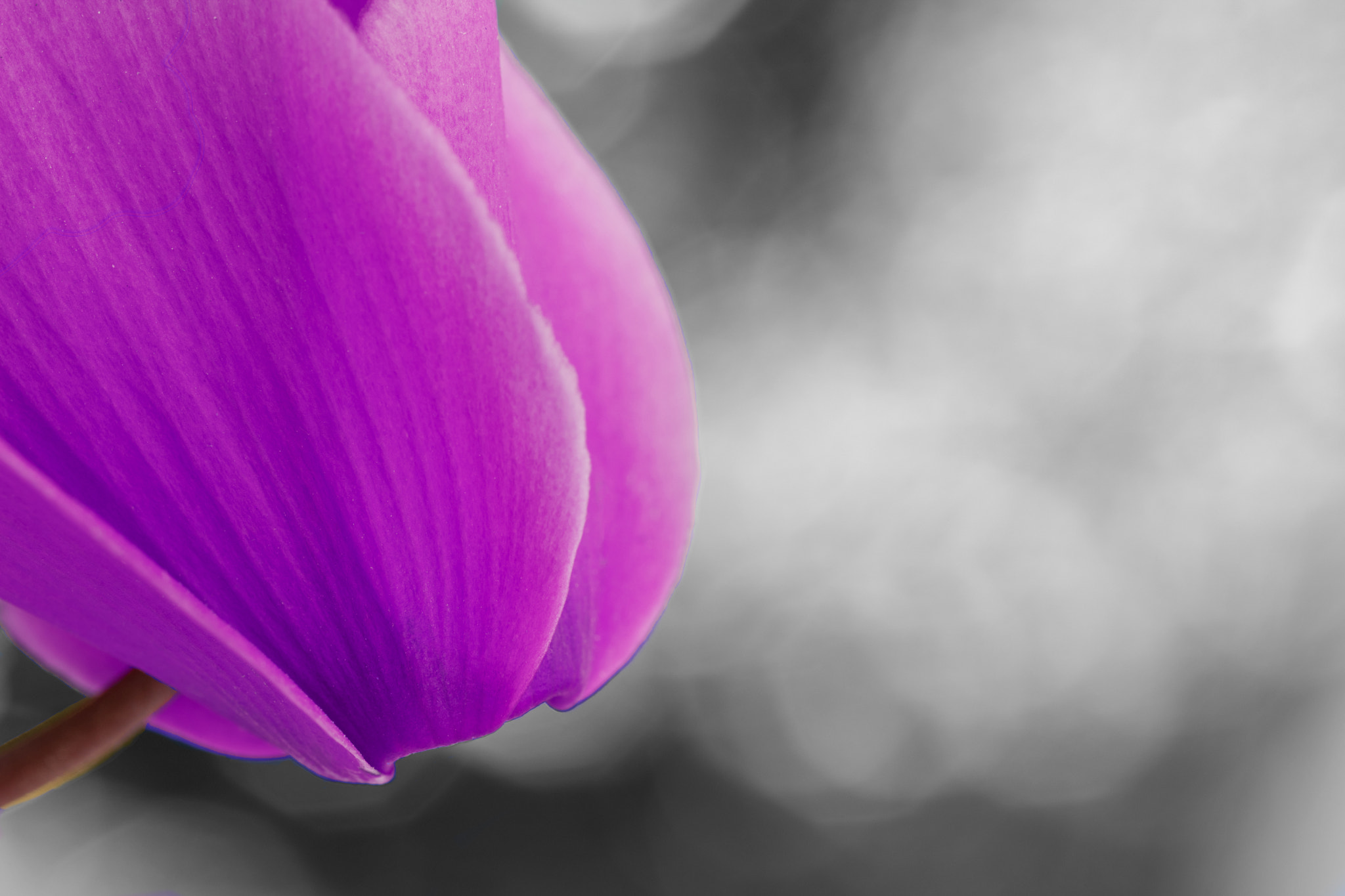 Sigma 105mm F2.8 EX DG OS HSM sample photo. Magicflower photography
