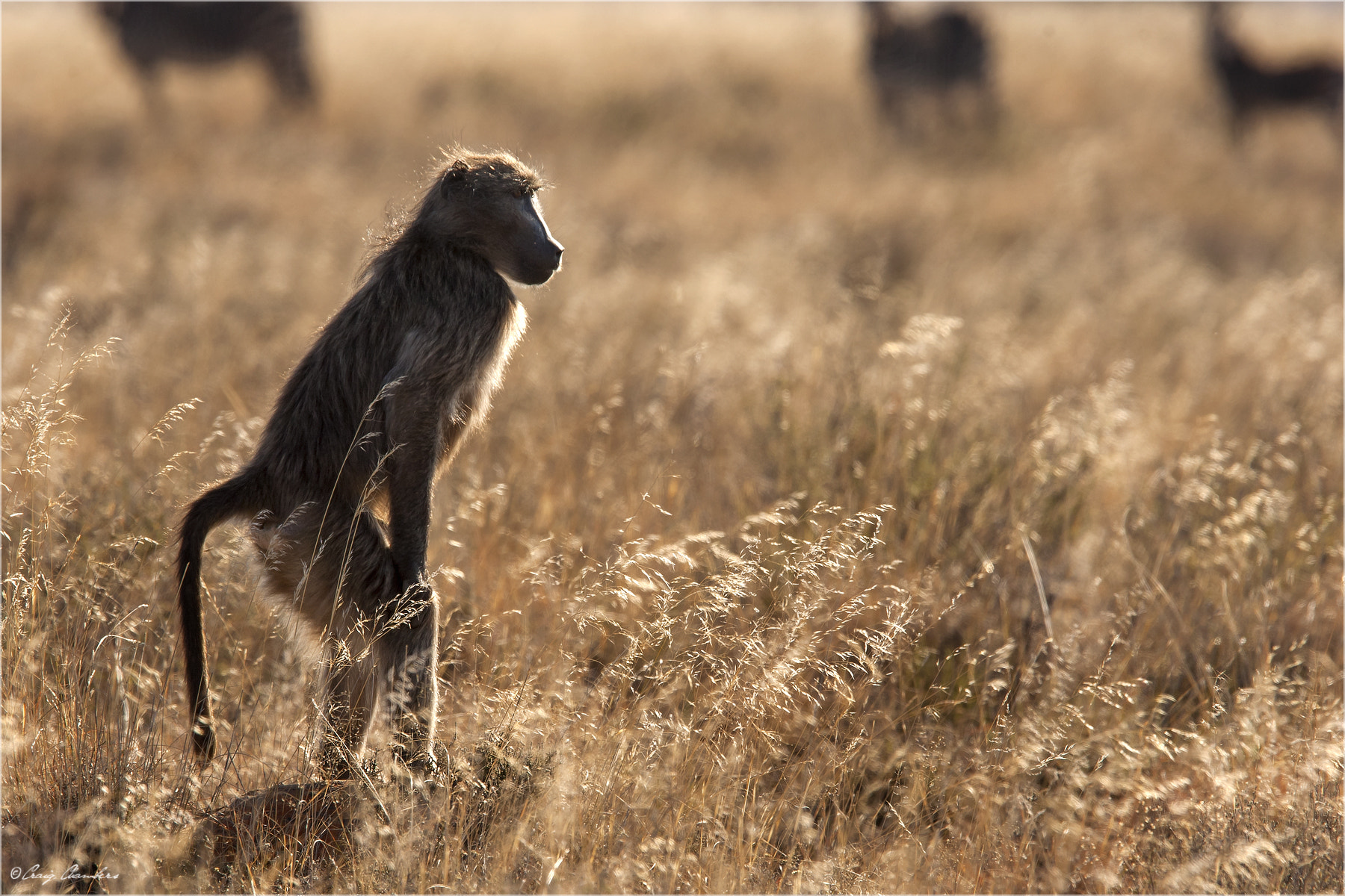 Canon EOS-1D Mark III + Canon EF 300mm F2.8L IS USM sample photo. Backlight baboon photography