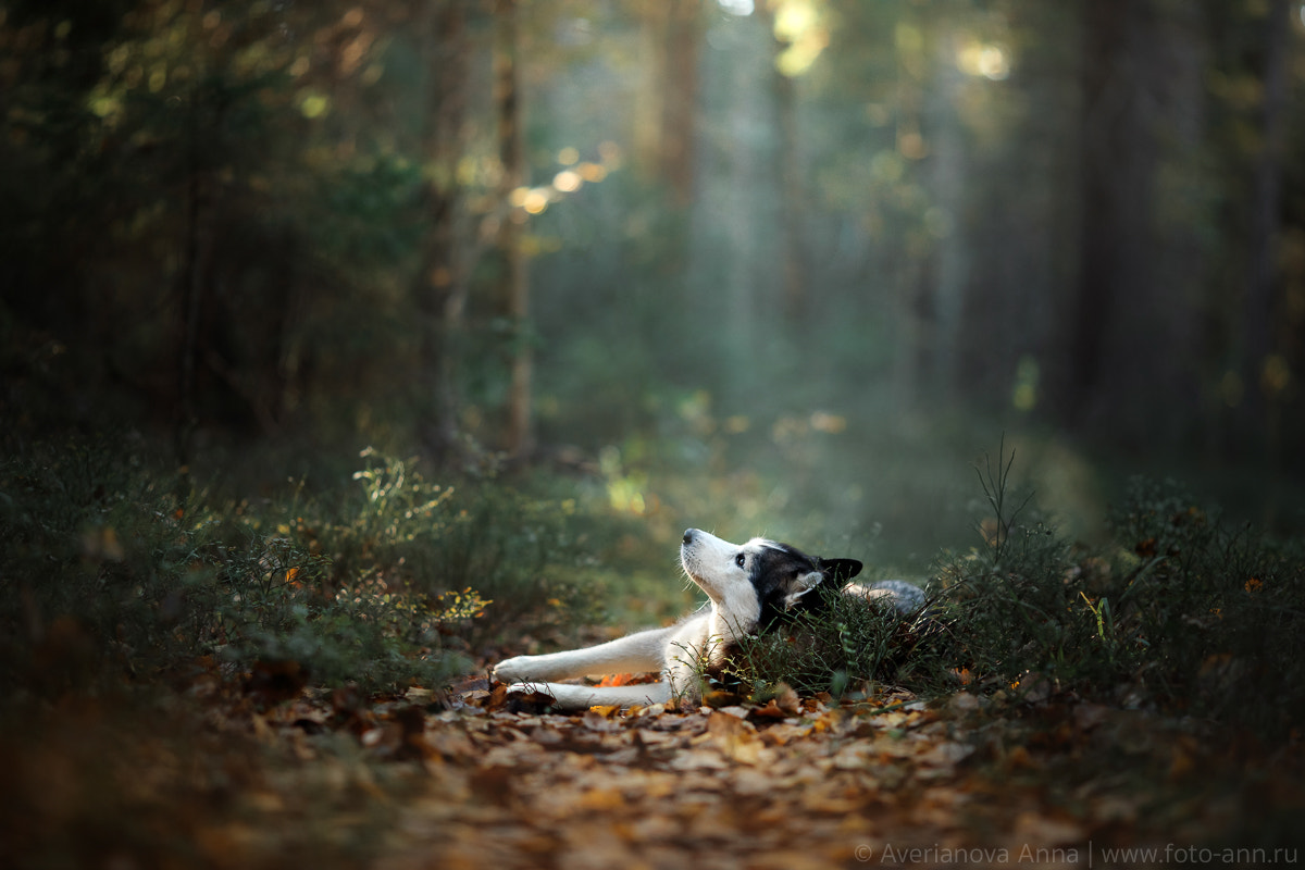 Canon EOS 5D Mark IV + Canon EF 135mm F2L USM sample photo. Fabulous huskies photography
