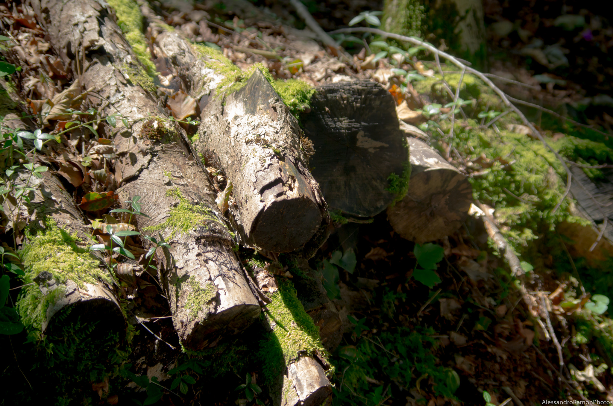 Pentax K-30 sample photo. Wood & moss photography