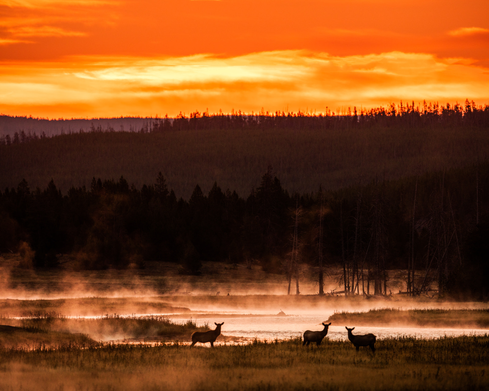 Canon EOS 5DS R + Canon EF 500mm F4L IS II USM sample photo. Elk in the mist photography