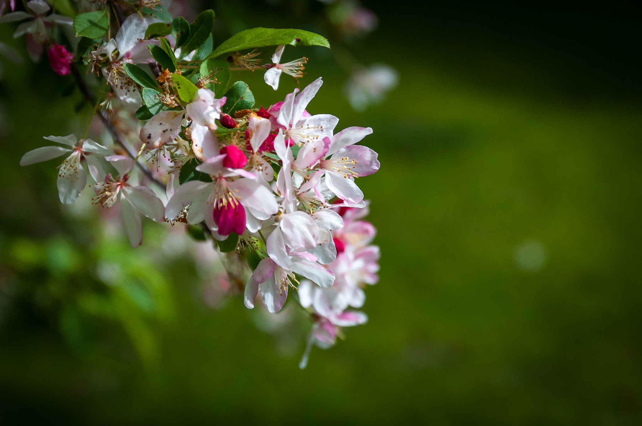 Sigma 17-70mm F2.8-4 DC Macro OS HSM | C sample photo. Spring beauty photography
