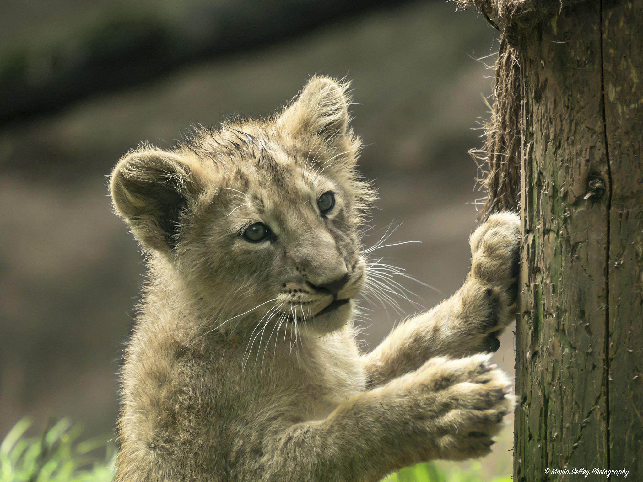 Olympus OM-D E-M5 II + LEICA DG 100-400/F4.0-6.3 sample photo. Little cub photography