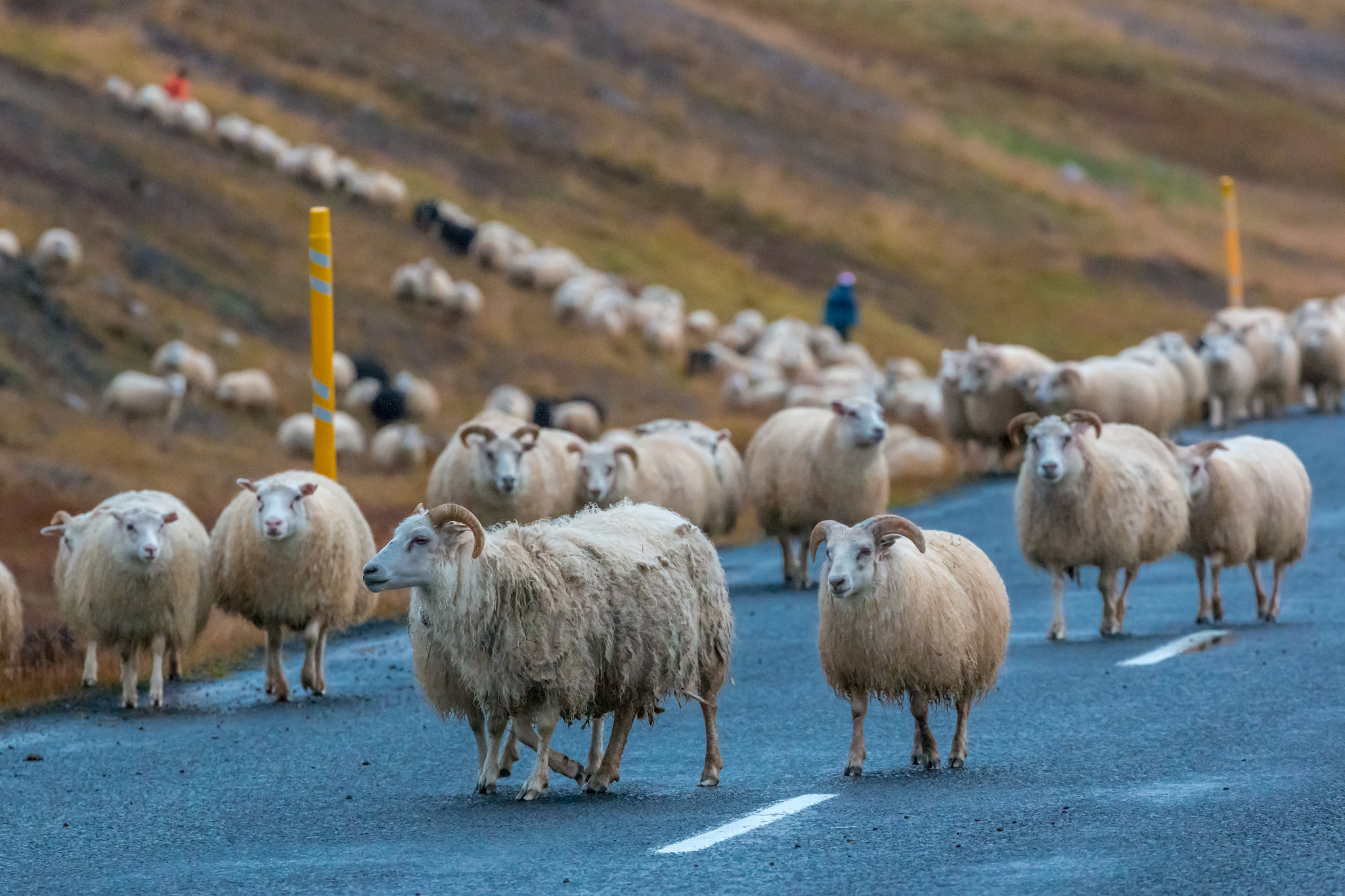 ICELAND-Neðstibær-Route 744-sheep round up