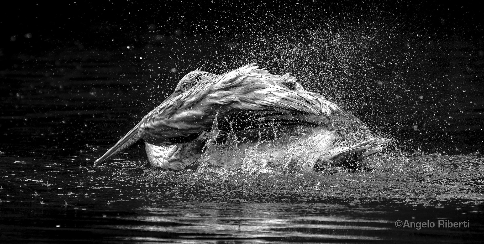 Sigma 120-400mm F4.5-5.6 DG OS HSM sample photo. Pellicano ... al bagno. photography