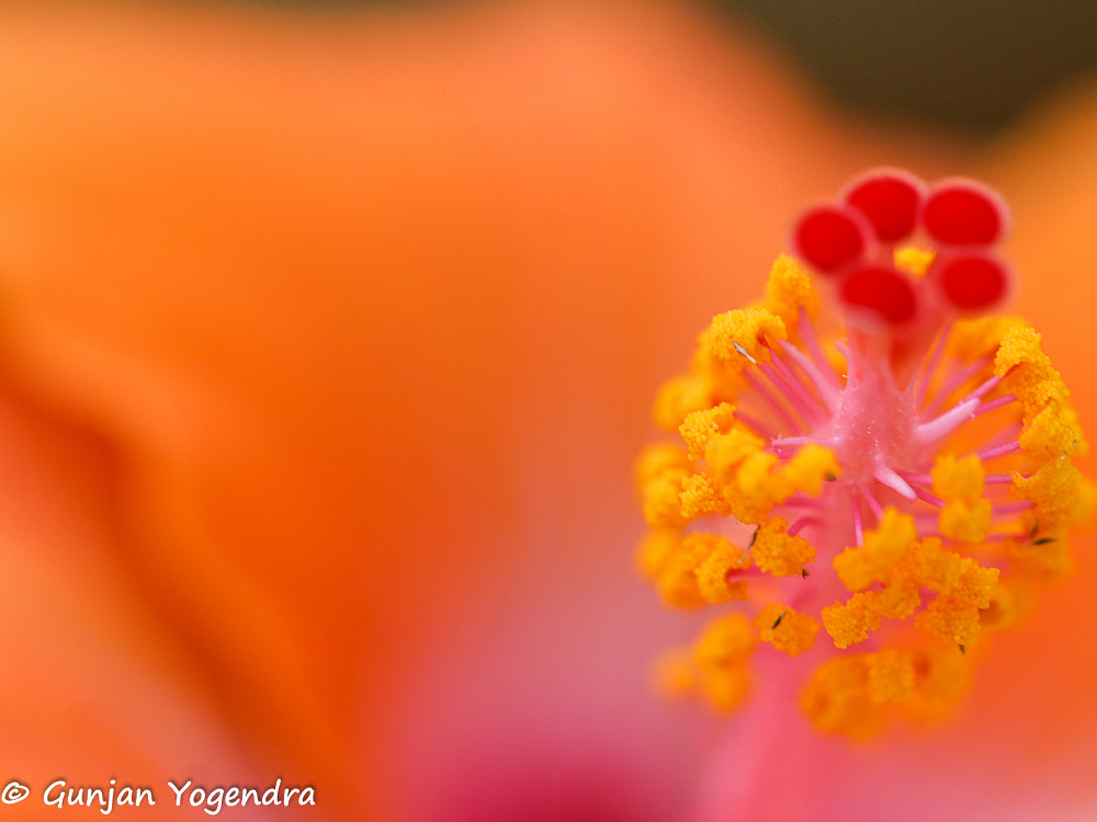 Canon EF 100mm F2.8L Macro IS USM sample photo. Hibiscus color palette photography