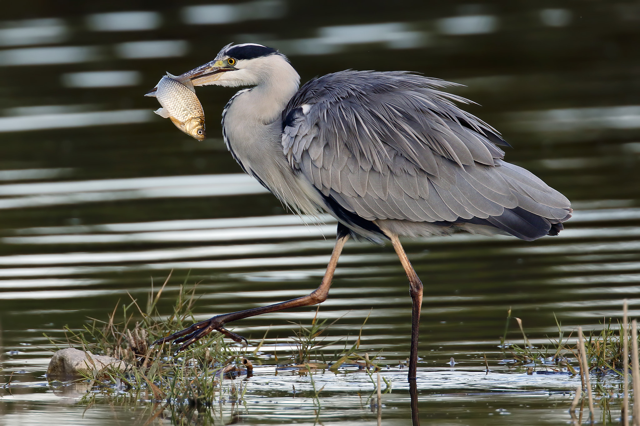 Canon EOS 7D Mark II sample photo. Grey heron photography