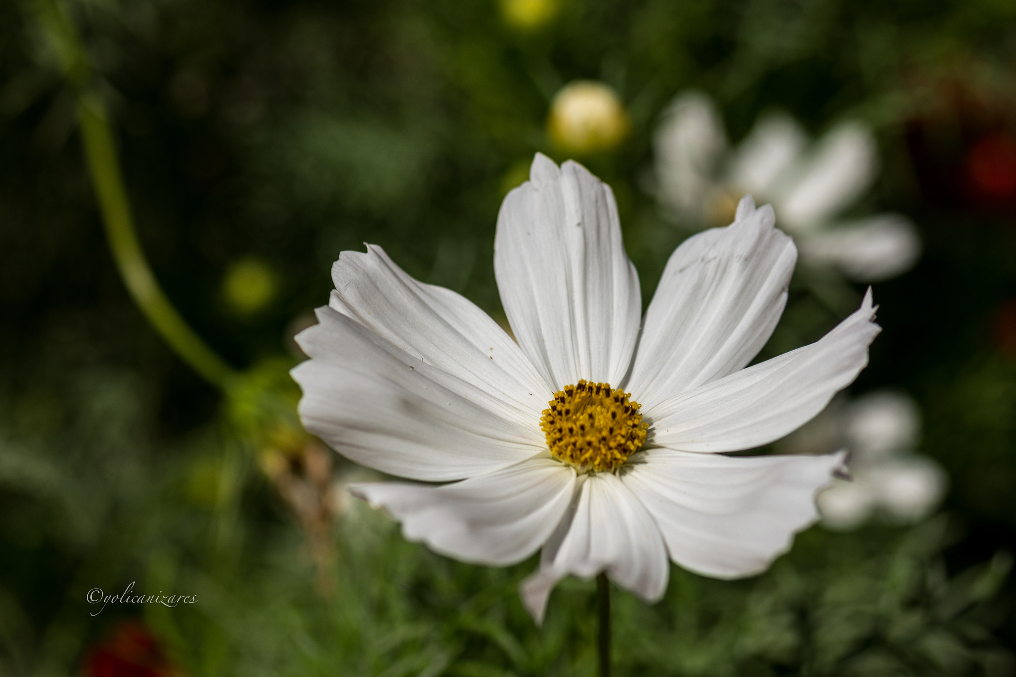 Panasonic Lumix G 42.5mm F1.7 ASPH Power OIS sample photo. Floral photography