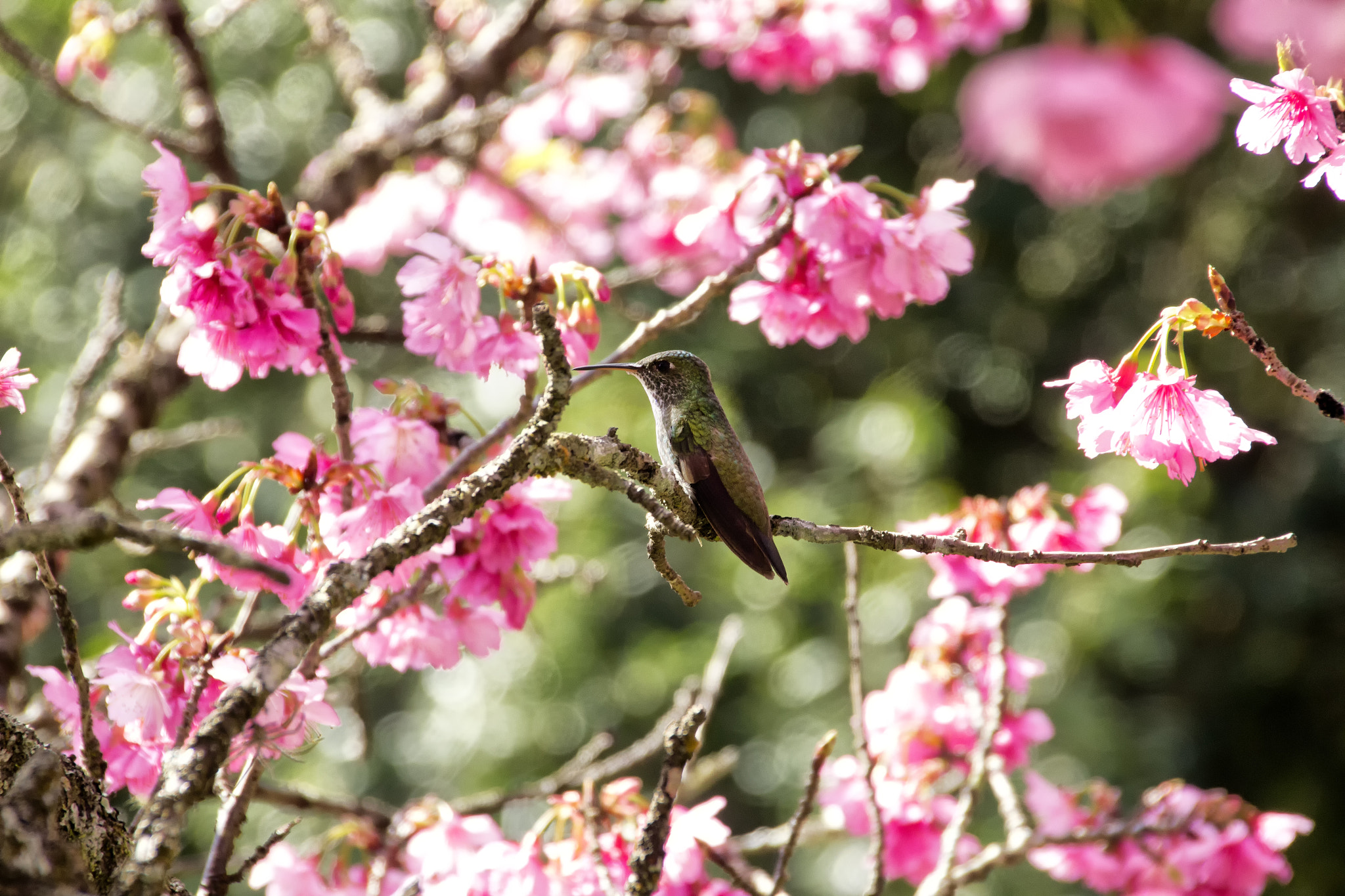 Canon EOS 600D (Rebel EOS T3i / EOS Kiss X5) + Sigma 18-250mm F3.5-6.3 DC OS HSM sample photo. Hummingbird on cherry blossom photography