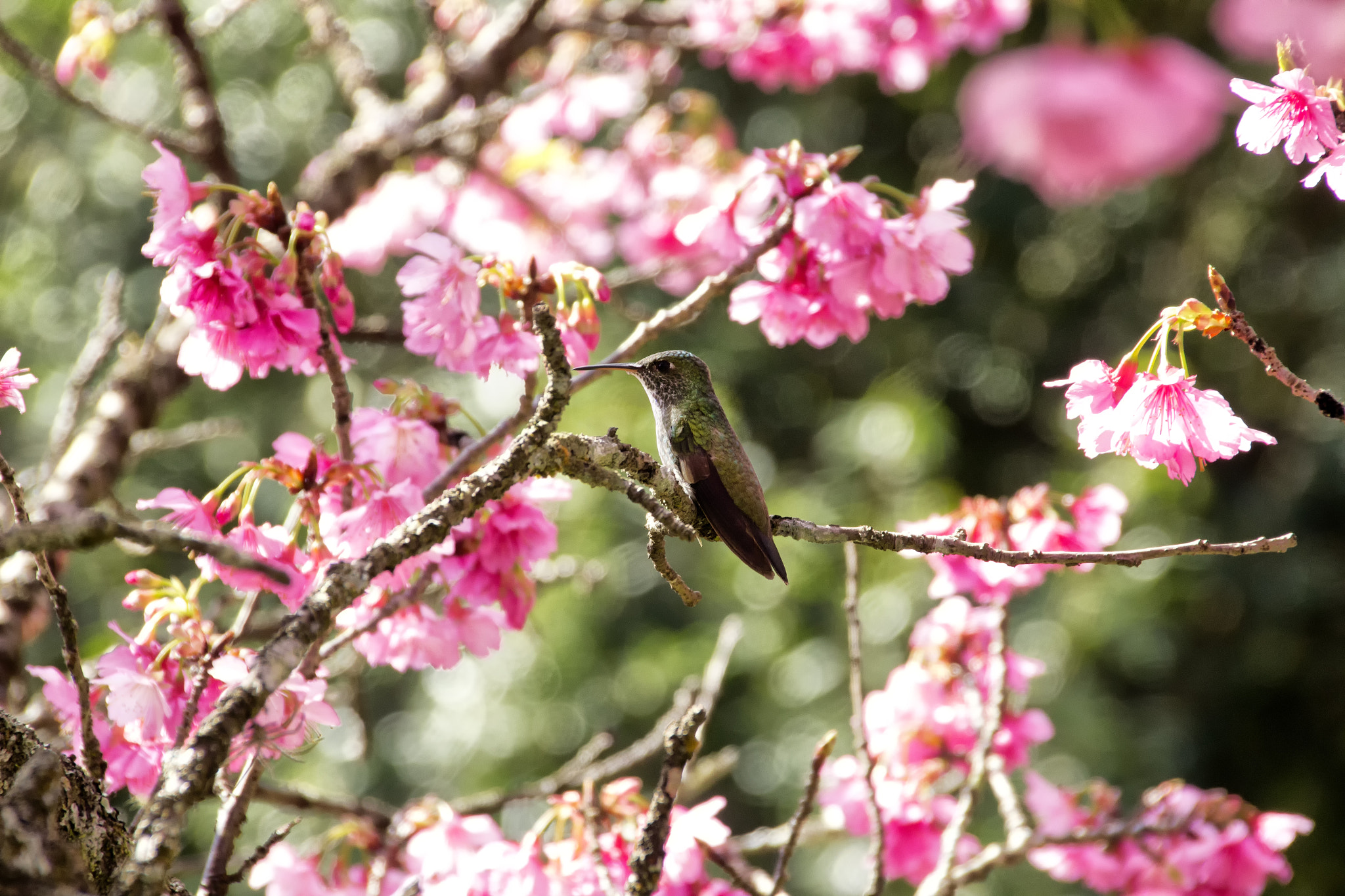 Sigma 18-250mm F3.5-6.3 DC OS HSM sample photo. Hummingbird on cherry blossom photography