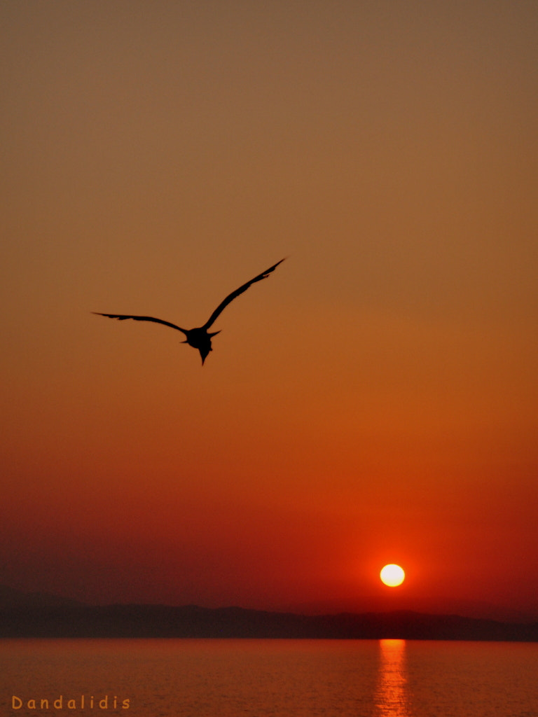 Nikon D90 + Sigma 18-250mm F3.5-6.3 DC OS HSM sample photo. Classic flight 1 photography