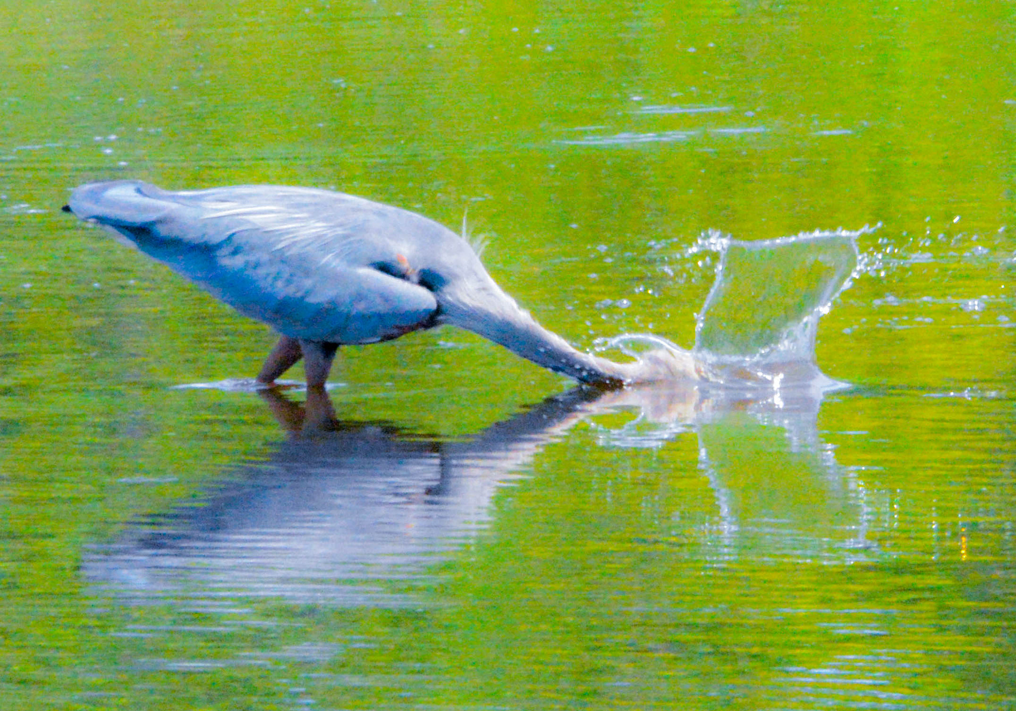 Sigma 150-600mm F5-6.3 DG OS HSM | C sample photo. Fishin' photography