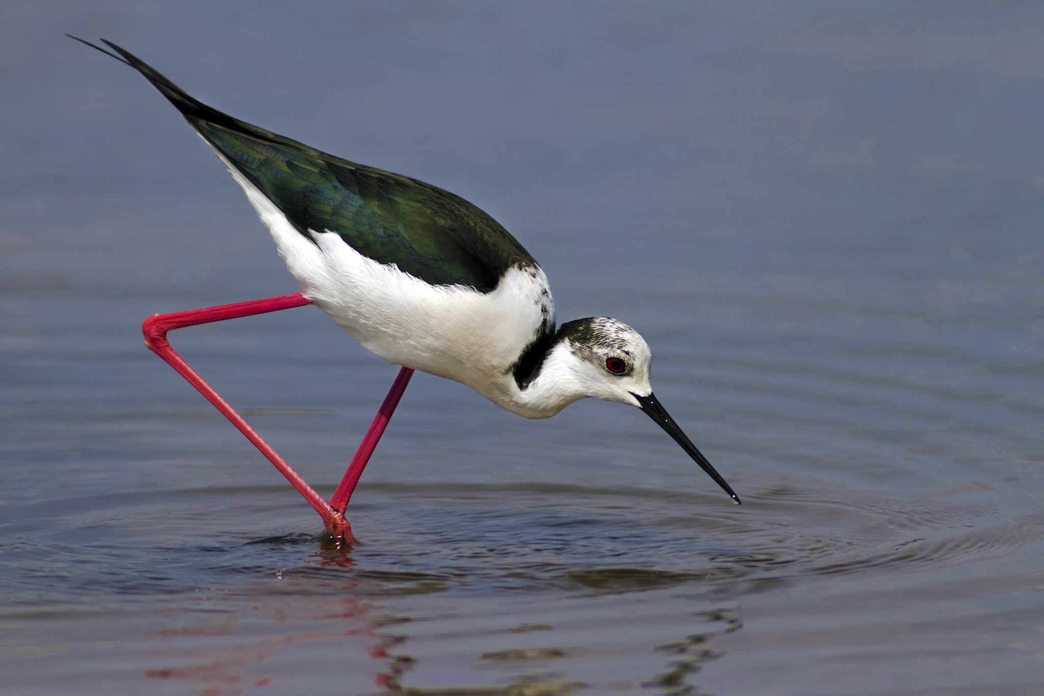 Canon EF 300mm f/2.8L + 2x sample photo. Stilt photography