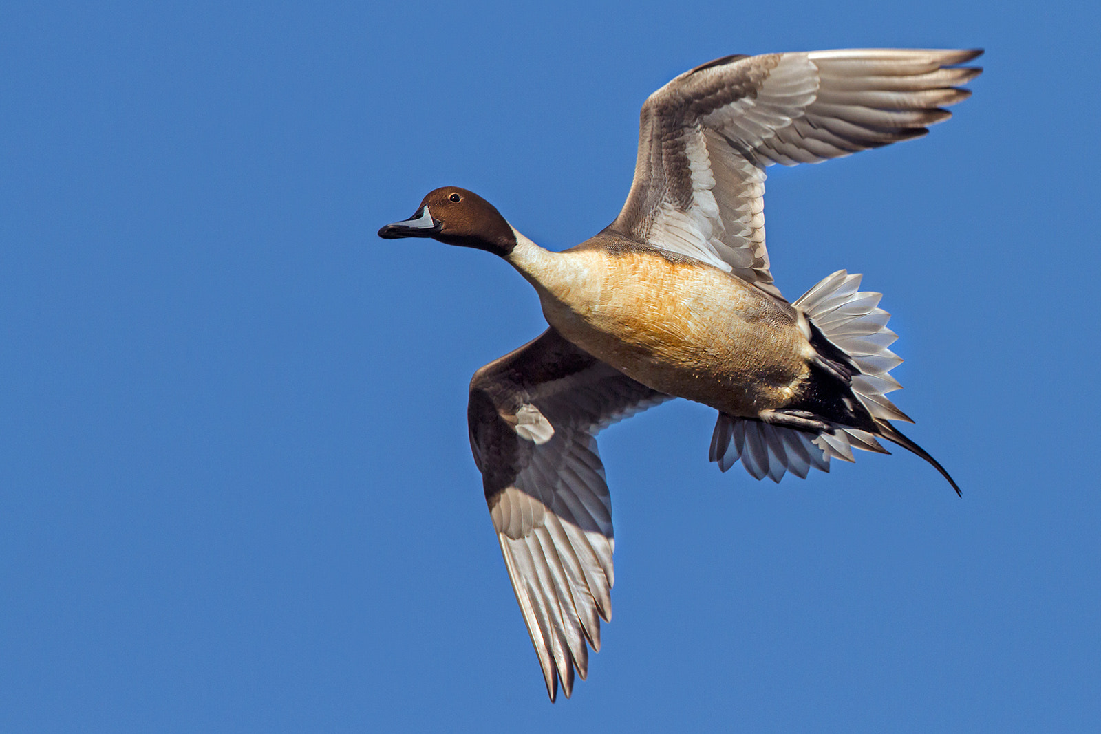 Canon EF 300mm F2.8L IS II USM sample photo. Codon in flight photography