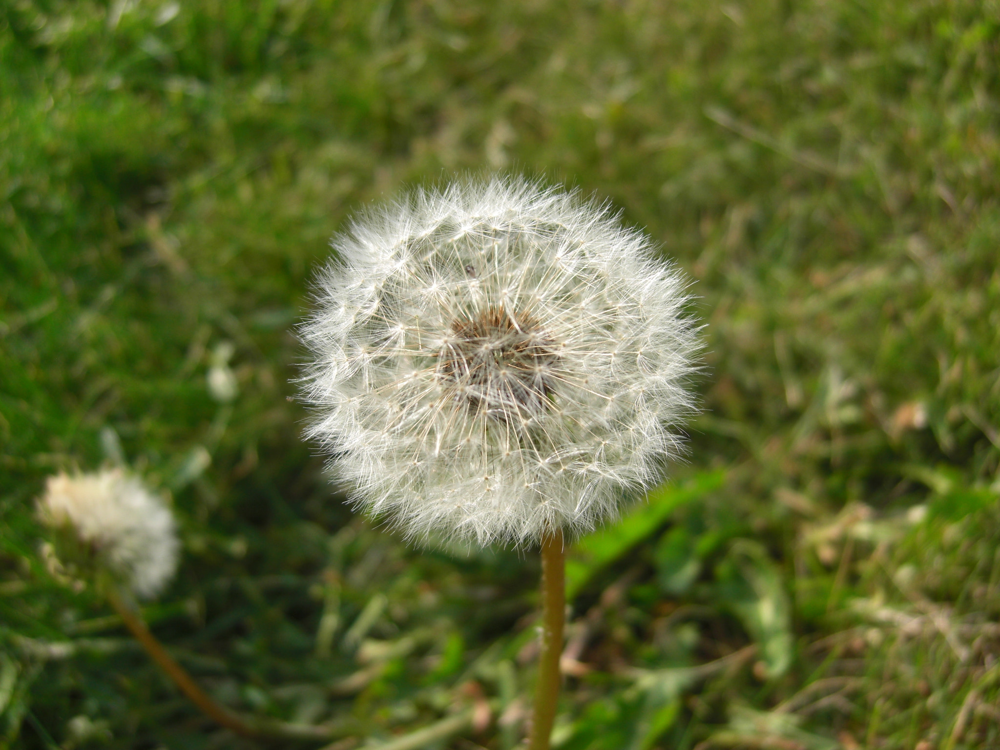 CASIO EX-Z1080 sample photo. A dying dandelion photography