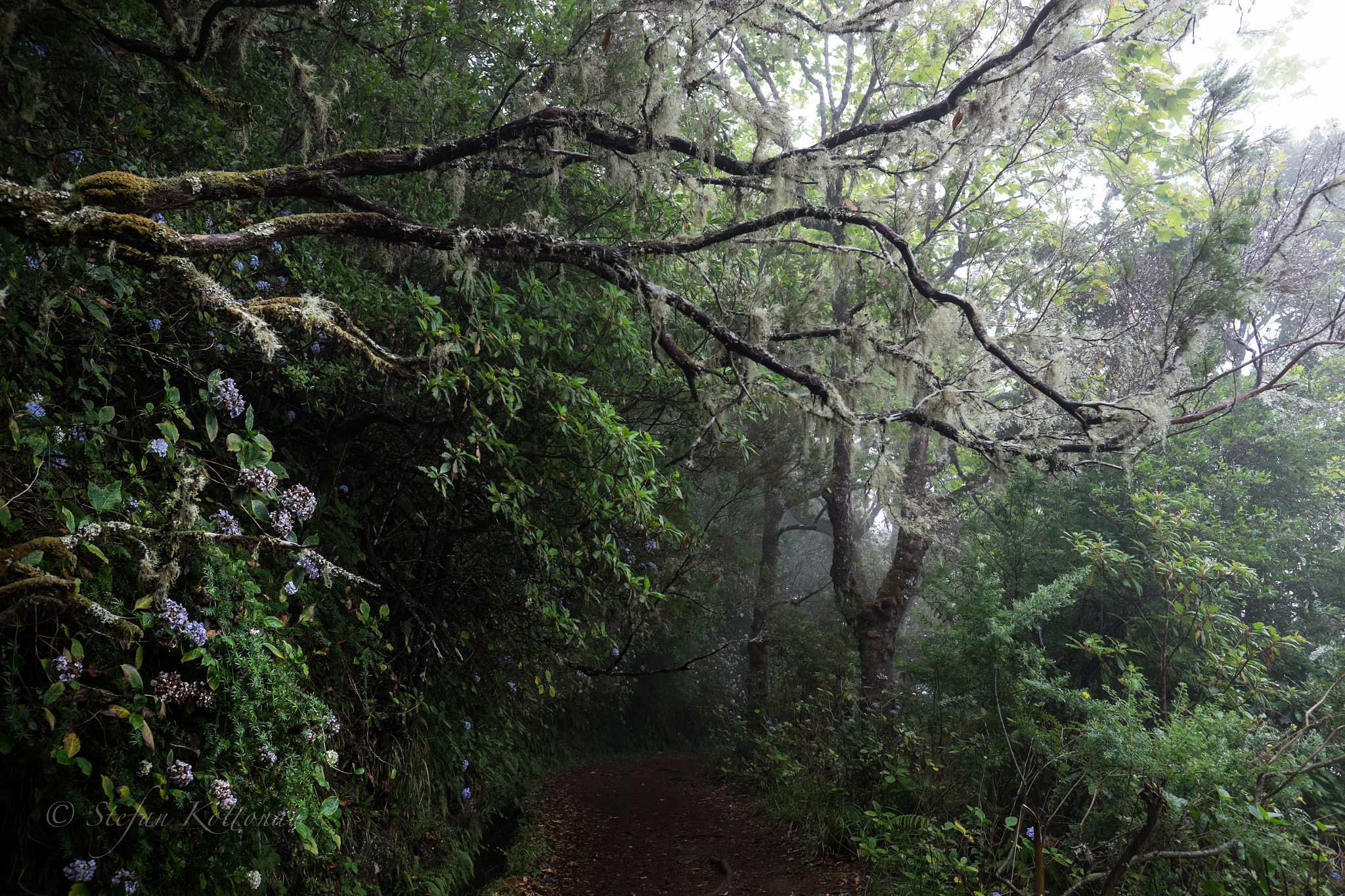 Fujifilm X-E2 + Fujifilm XF 16mm F1.4 R WR sample photo. Levada walk photography