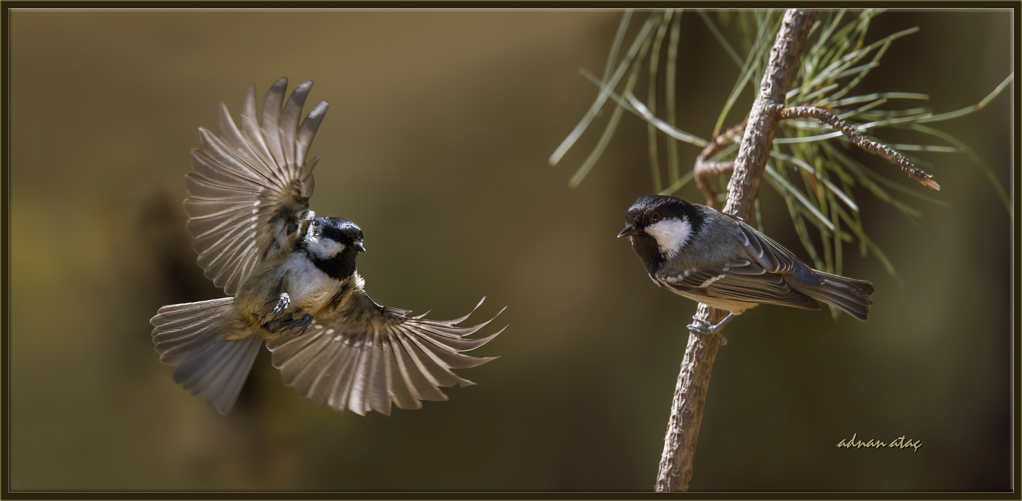 Sigma 150-600mm F5-6.3 DG OS HSM | S sample photo. Çam baştankarası - periparus ater - coal tit photography