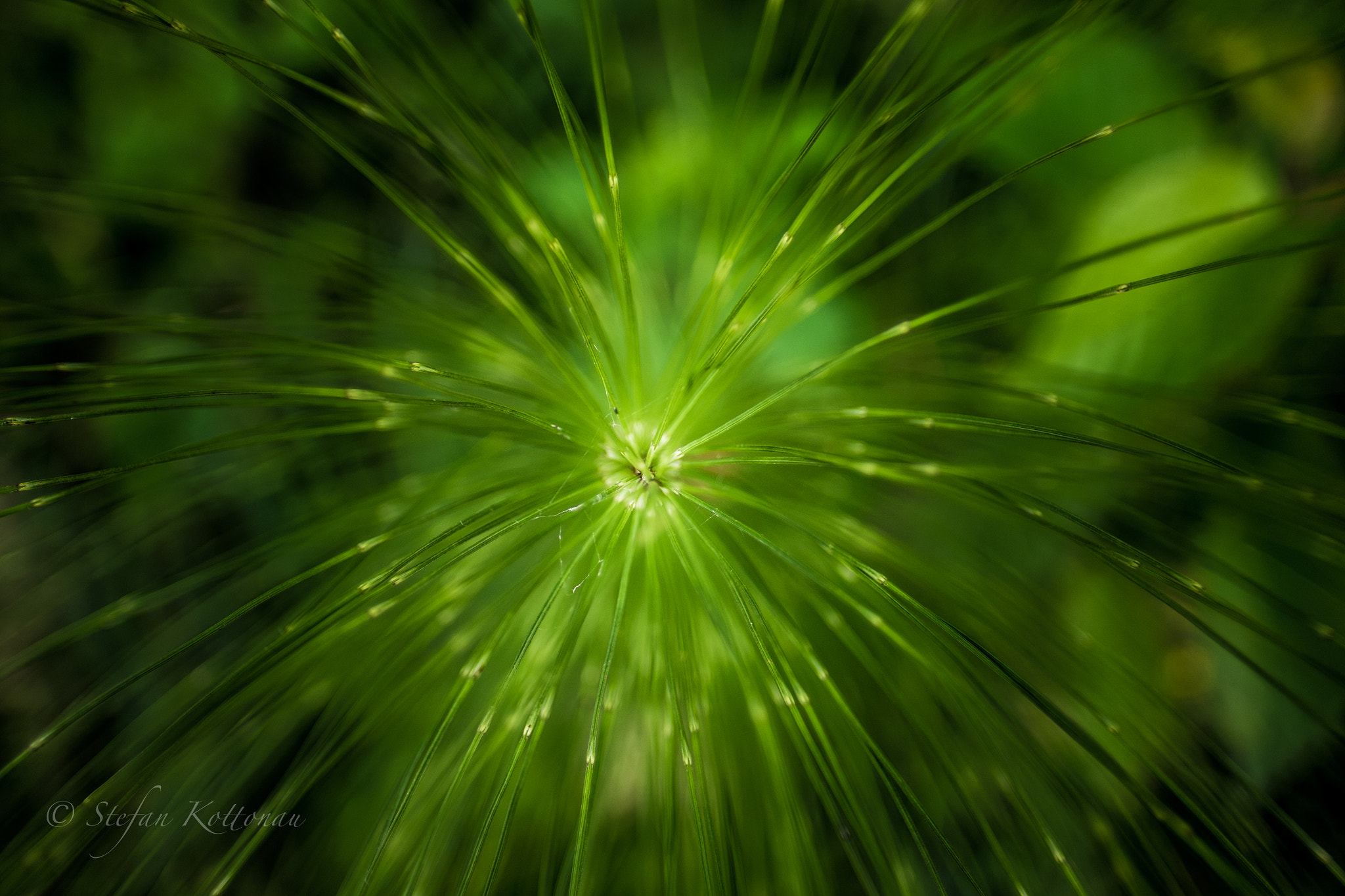 Fujifilm X-E2 + Fujifilm XF 16mm F1.4 R WR sample photo. Garden detail photography