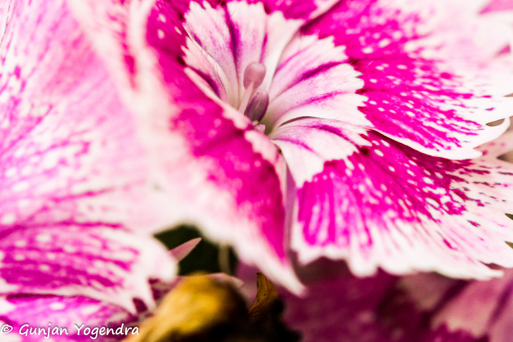 Canon EF 100mm F2.8L Macro IS USM sample photo. Pink-magenta sharpener photography