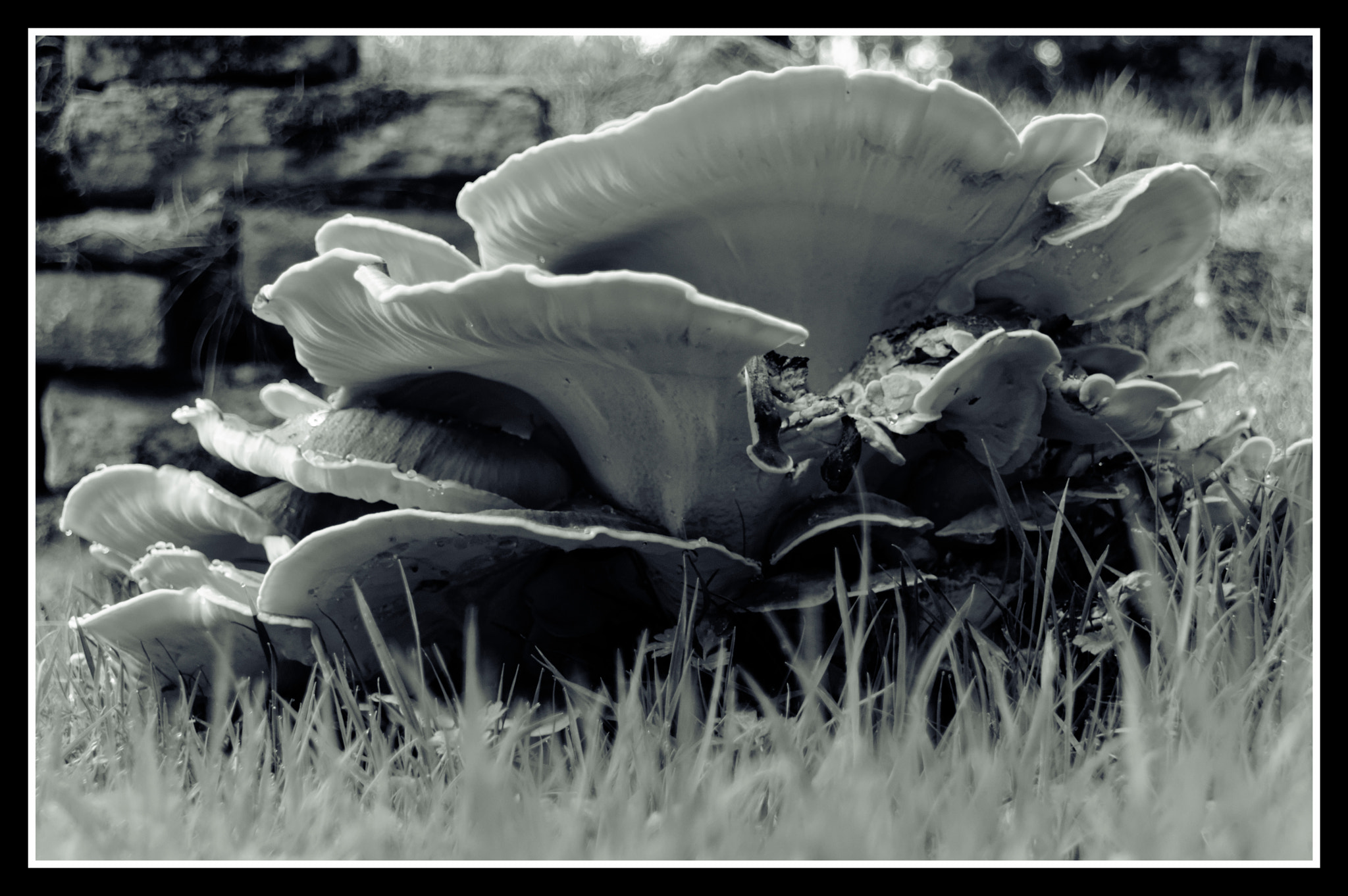 Pentax smc DA 18-270mm F3.5-6.3 ED SDM sample photo. Fungi,bracket,cake. photography