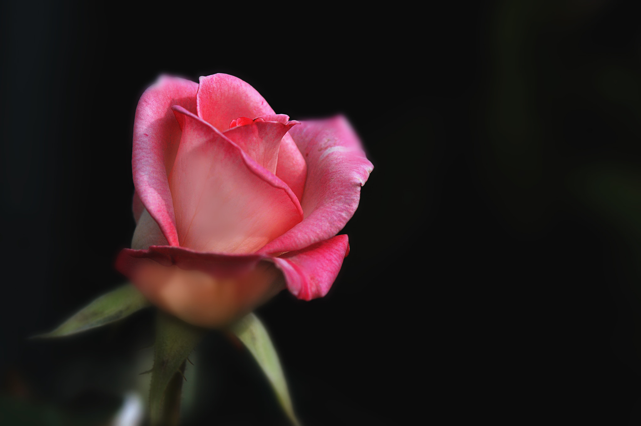 AF Micro-Nikkor 105mm f/2.8 sample photo. Розочка photography