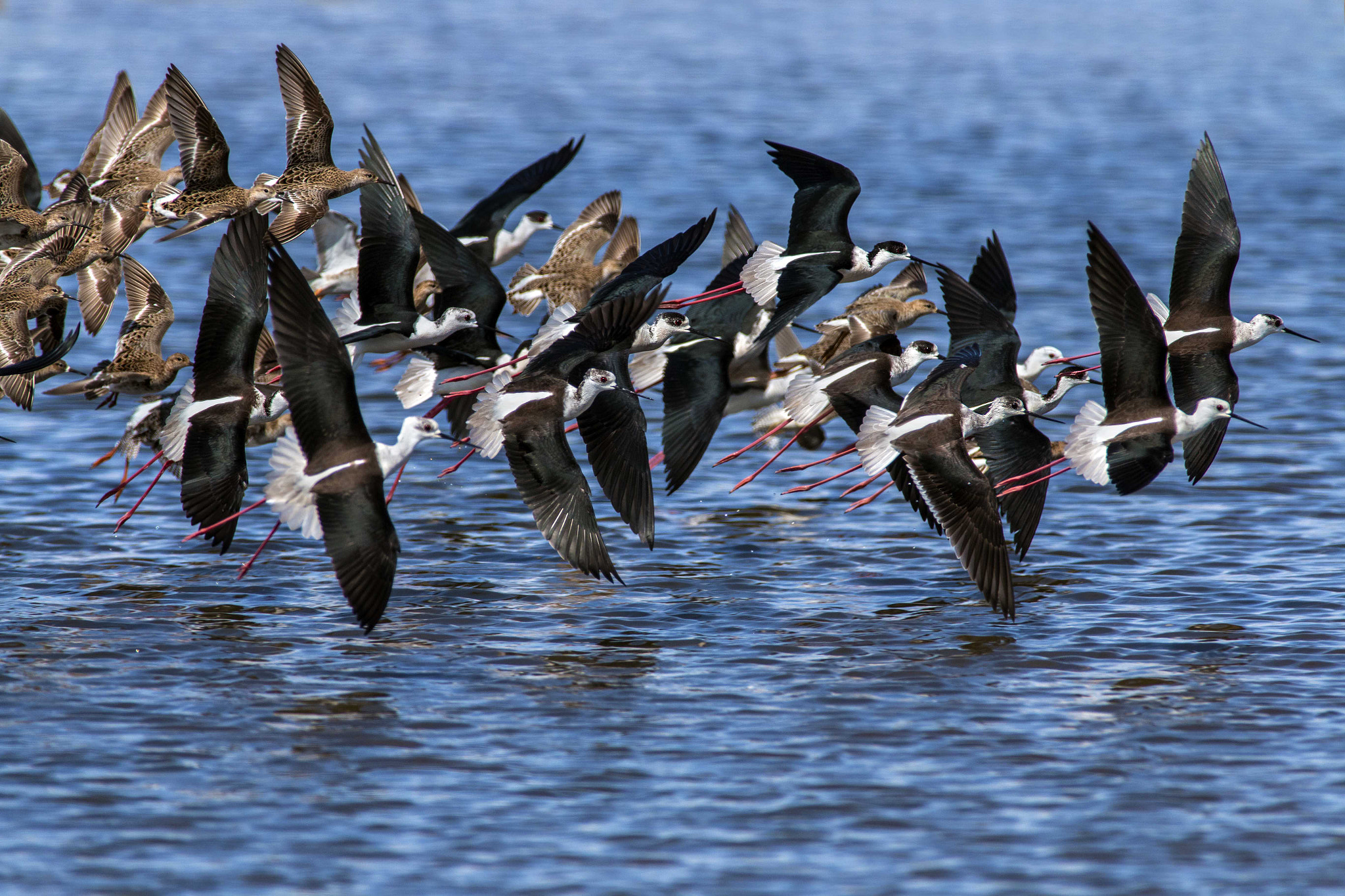 Canon EF 300mm f/2.8L + 1.4x sample photo. Stilt and other shorebirds photography