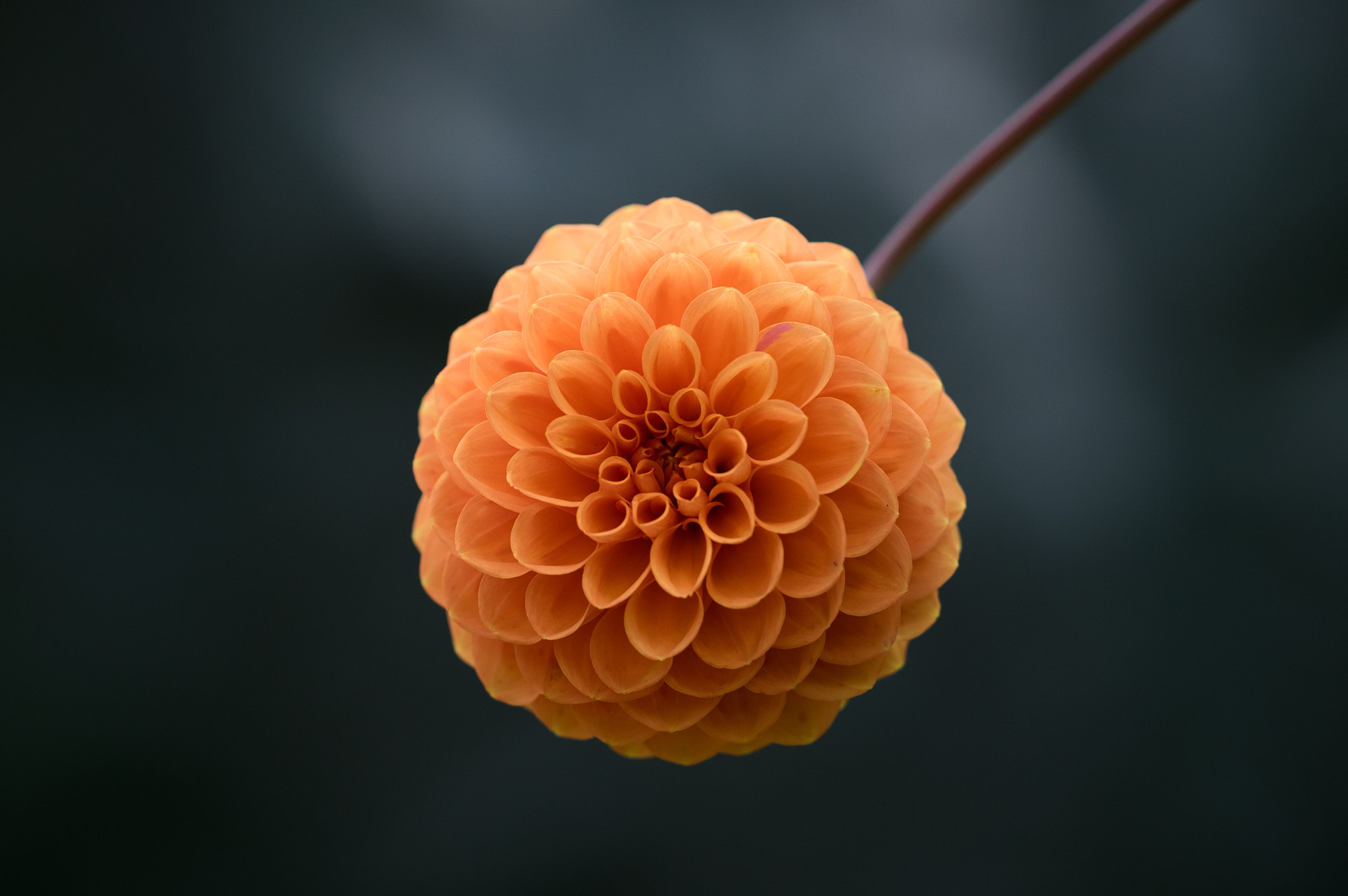 Pentax K-3 II sample photo. Time for a flower photography