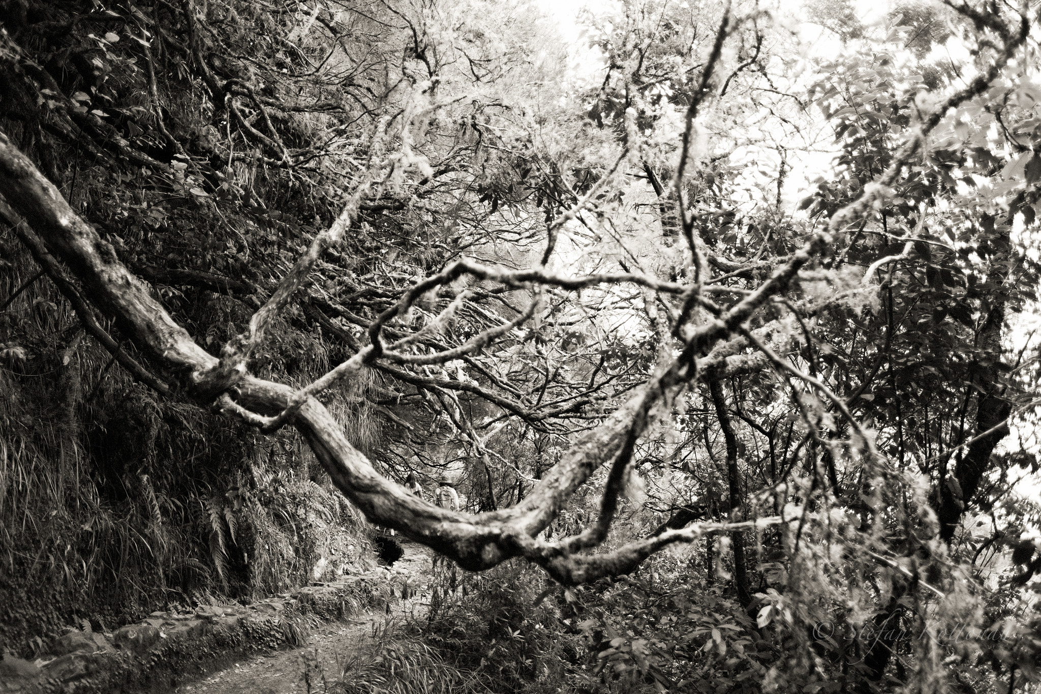 Fujifilm X-E2 + Fujifilm XF 16mm F1.4 R WR sample photo. Levada walk b&w photography