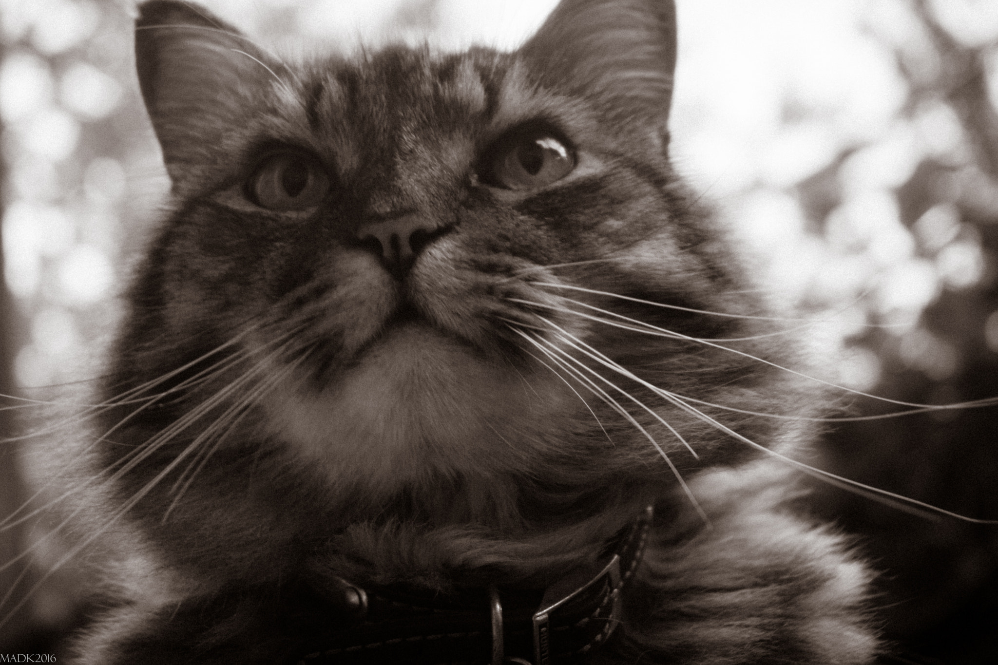Sony Alpha NEX-7 sample photo. The boss photography