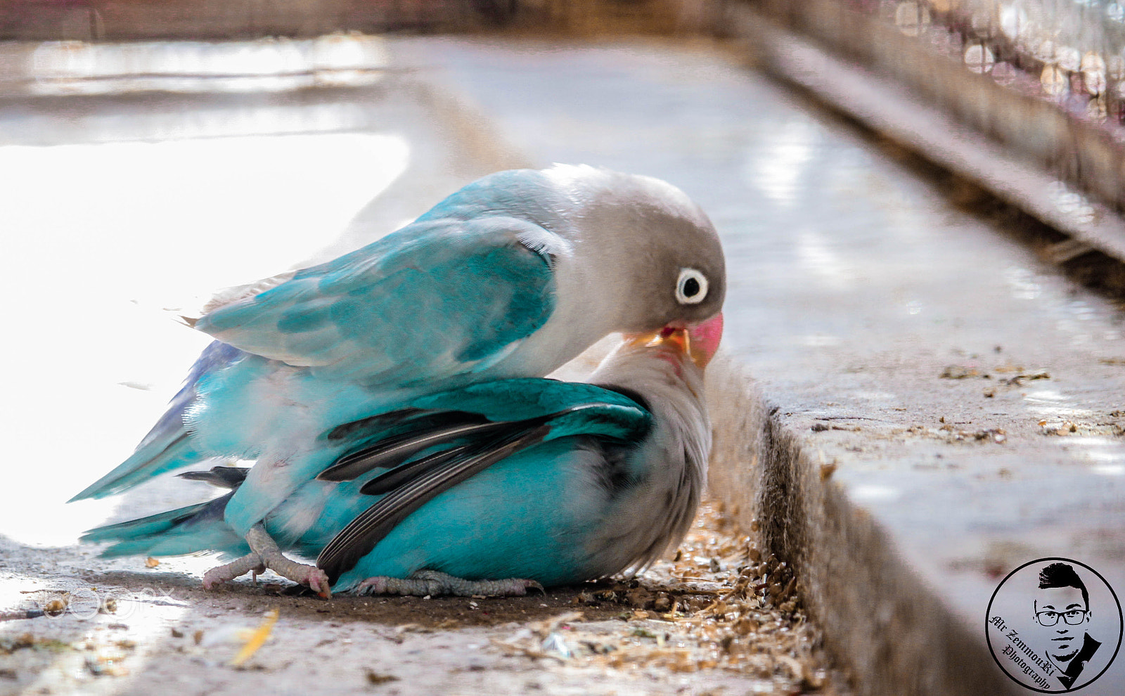 Canon EF-S 55-250mm F4-5.6 IS STM sample photo. Fischer's lovebird photography