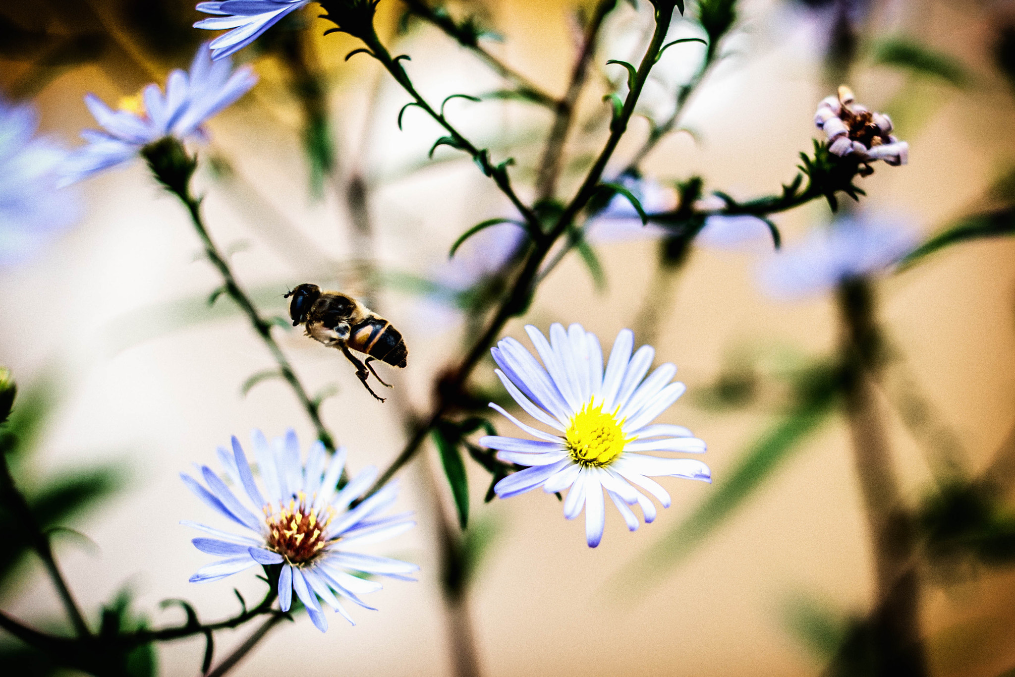 Samsung NX 30mm F2 Pancake sample photo. Edit photography