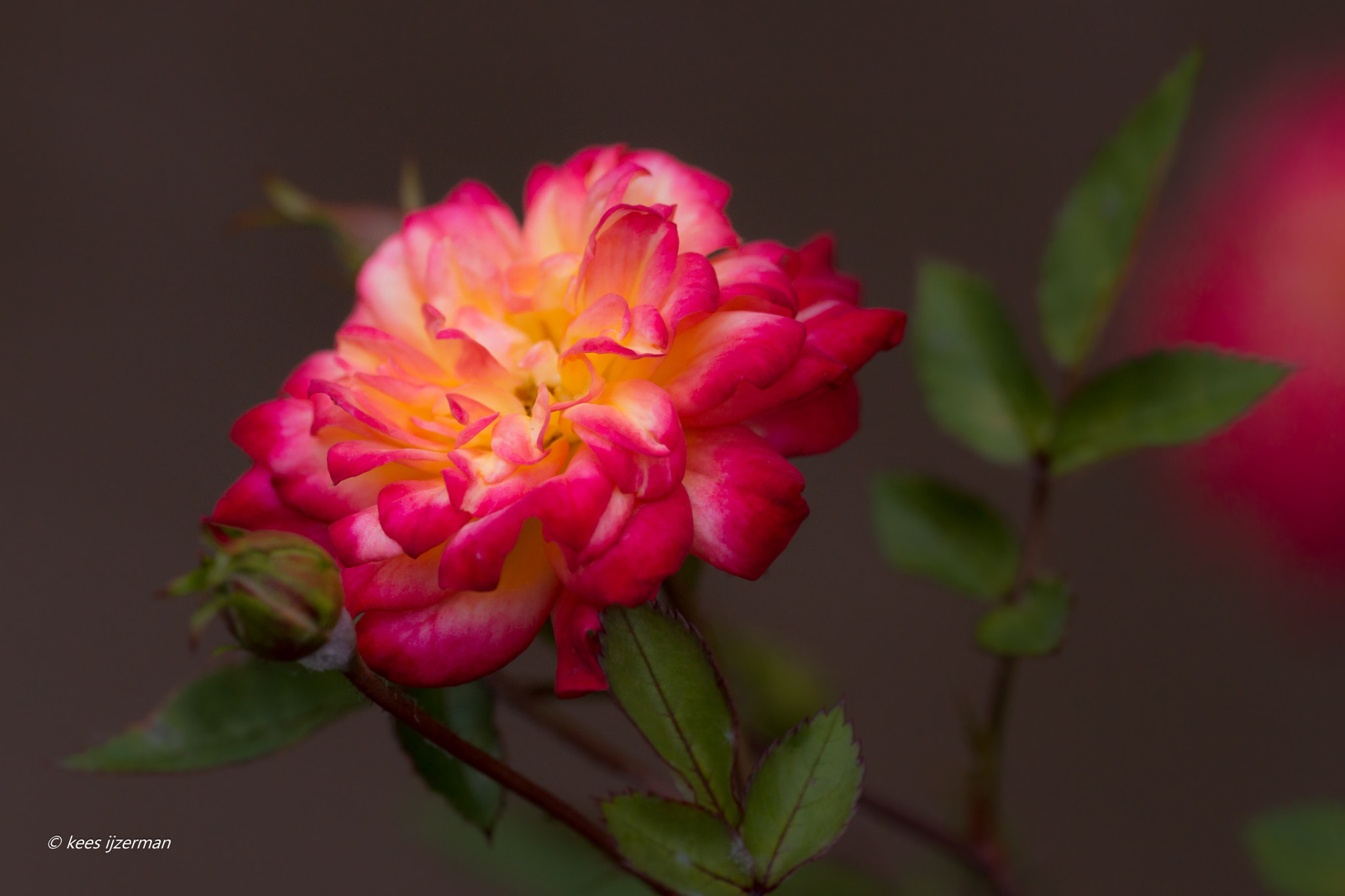 Sony SLT-A77 + Sigma 70-200mm F2.8 EX DG Macro HSM II sample photo. Rose. photography