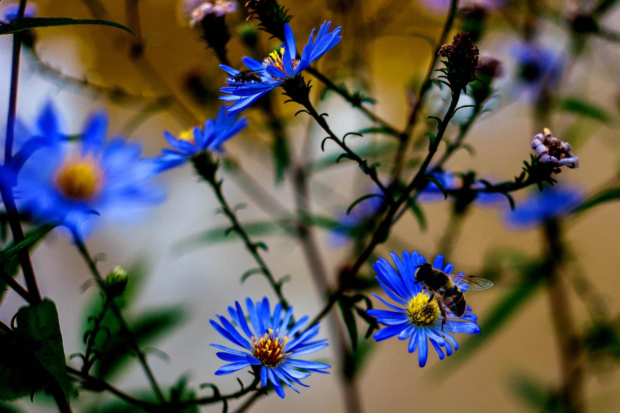 Samsung NX 30mm F2 Pancake sample photo. Saturated photography