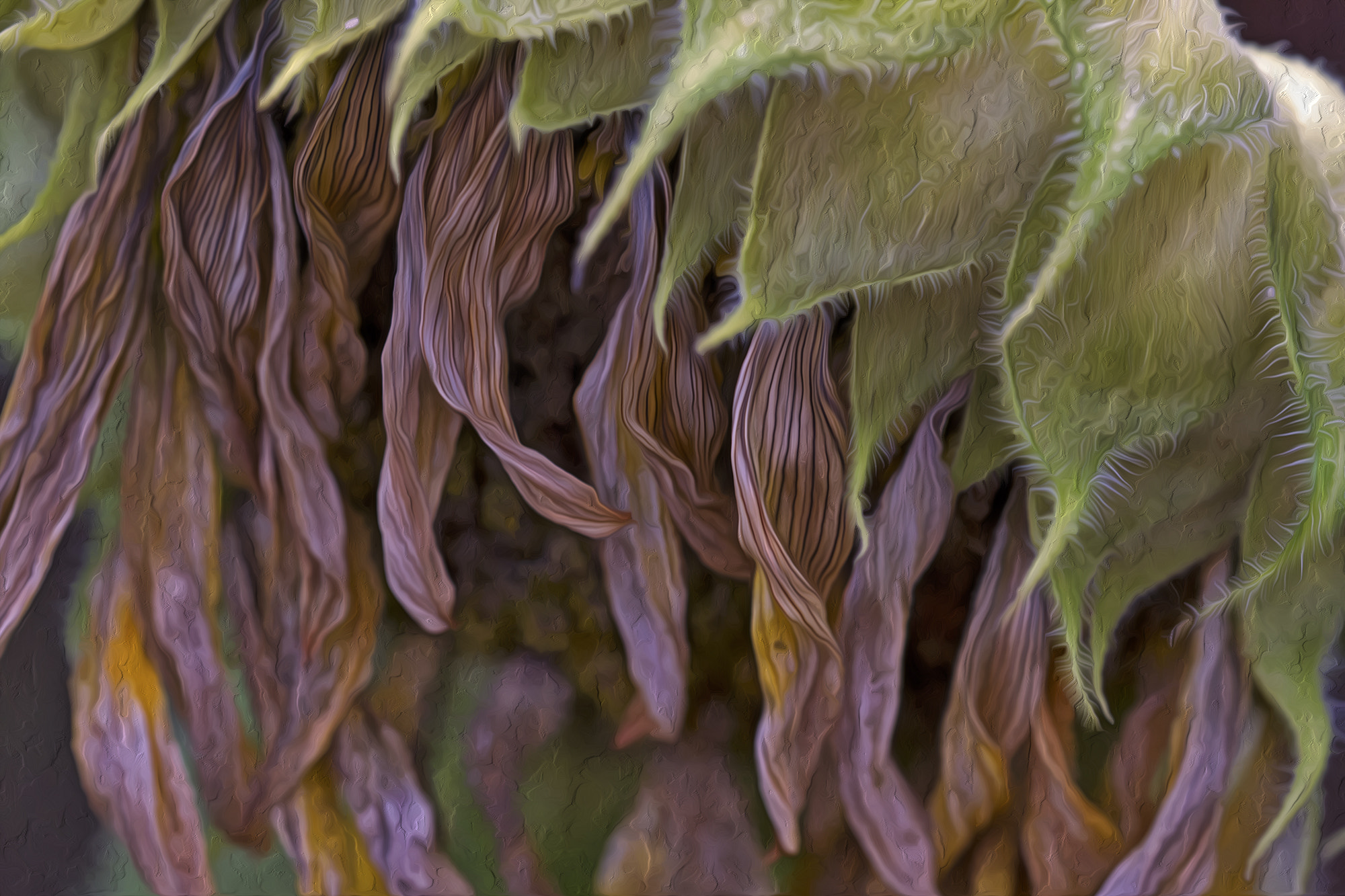 Canon EOS 7D + Sigma 150mm f/2.8 EX DG OS HSM APO Macro sample photo. Very tired sun flower photography