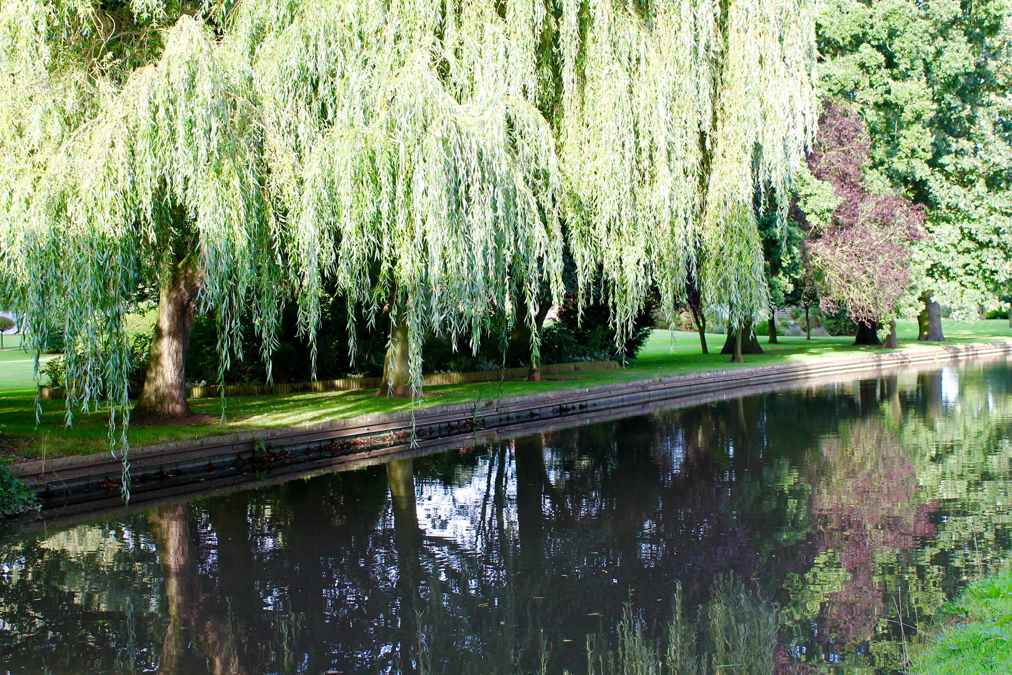 Canon EF-S 18-55mm F3.5-5.6 III sample photo. Beautiful weeping willow on the canal side photography