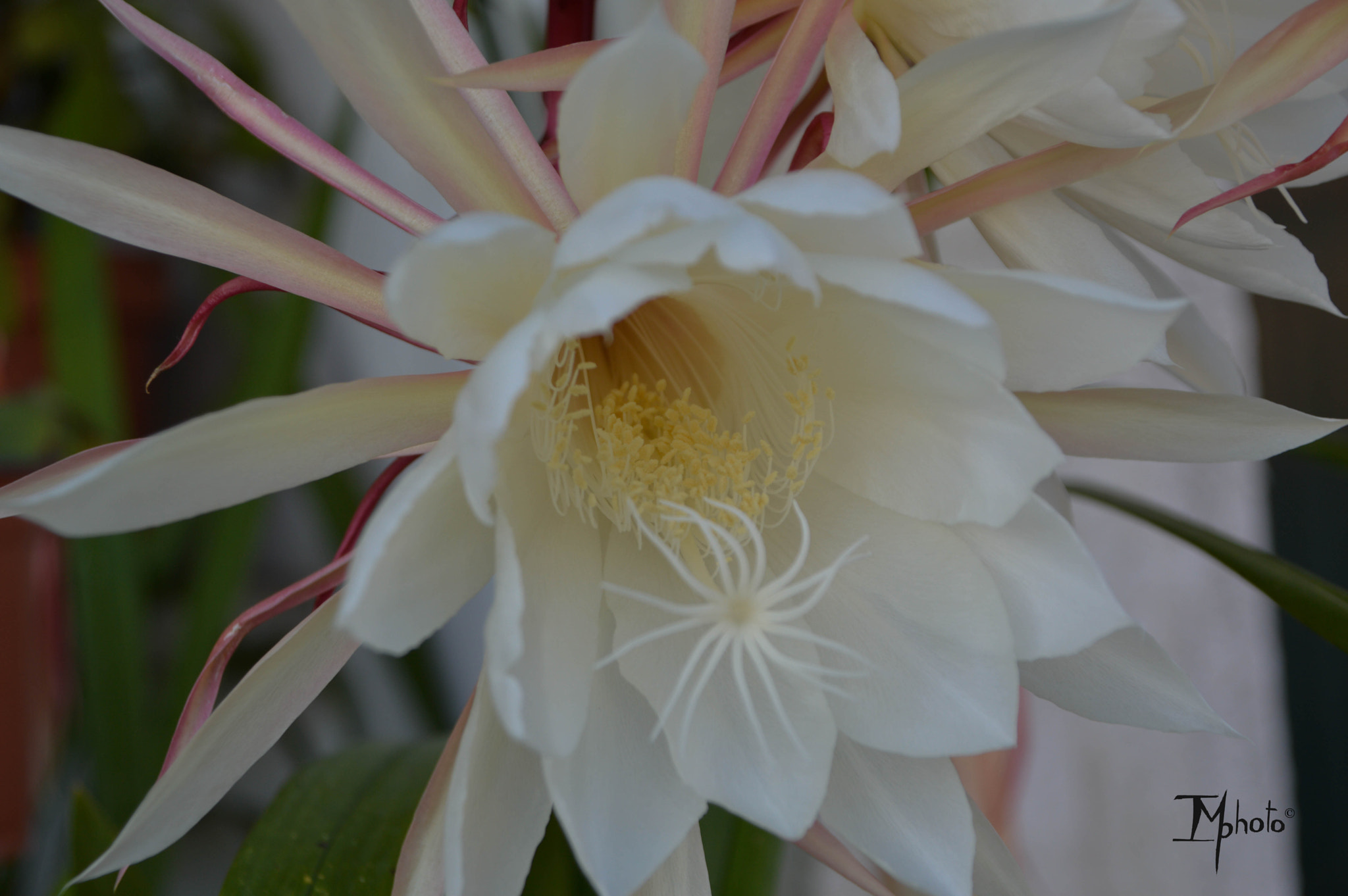 Sigma 28-300mm F3.5-6.3 DG Macro sample photo. Epiphyllum oxipetalum (dama da noite) photography