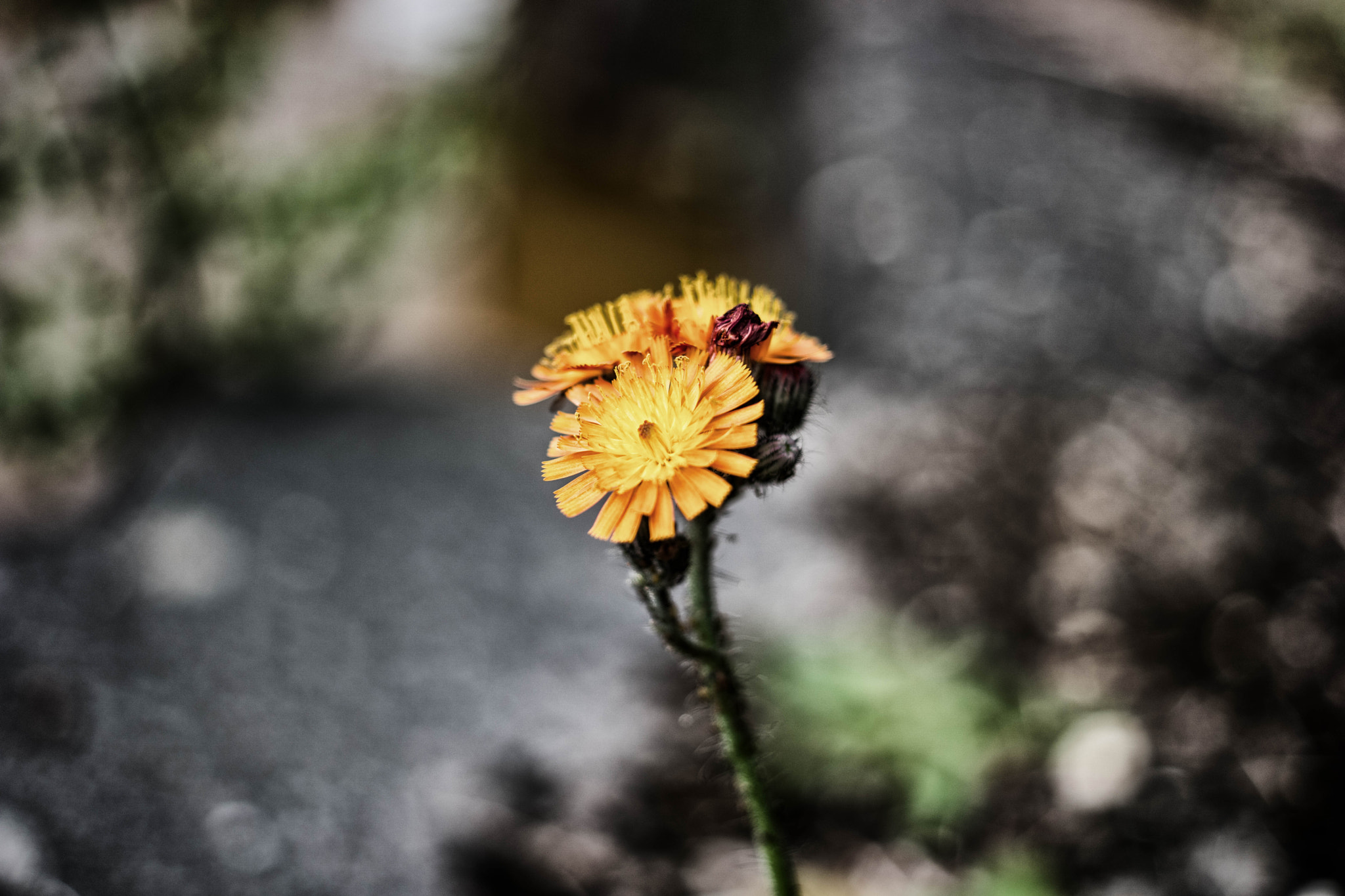 Samsung NX 30mm F2 Pancake sample photo. Fleur photography