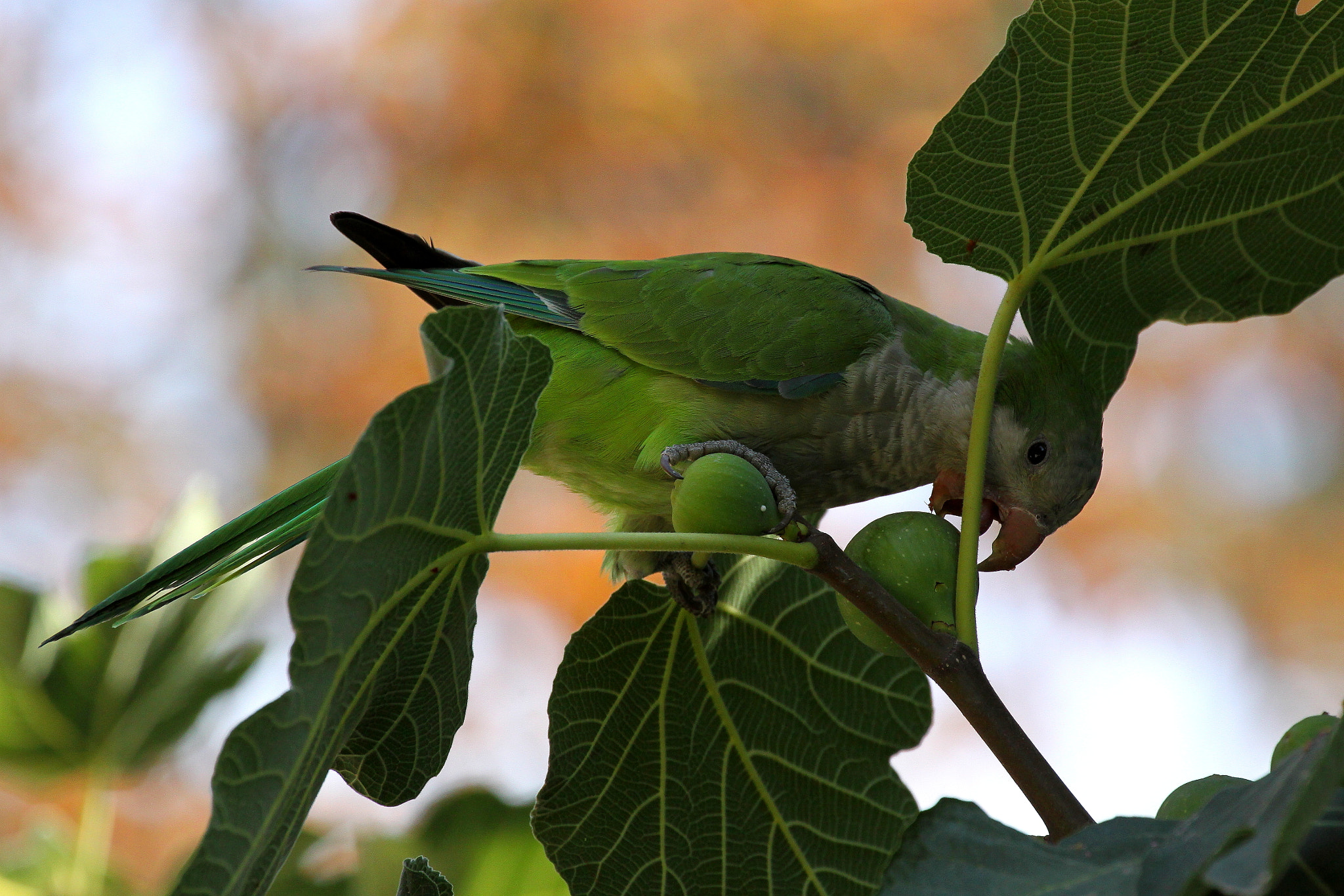 Canon EF 70-300mm F4-5.6L IS USM sample photo. Cotorra argentina ( myiopsitta monachus) photography