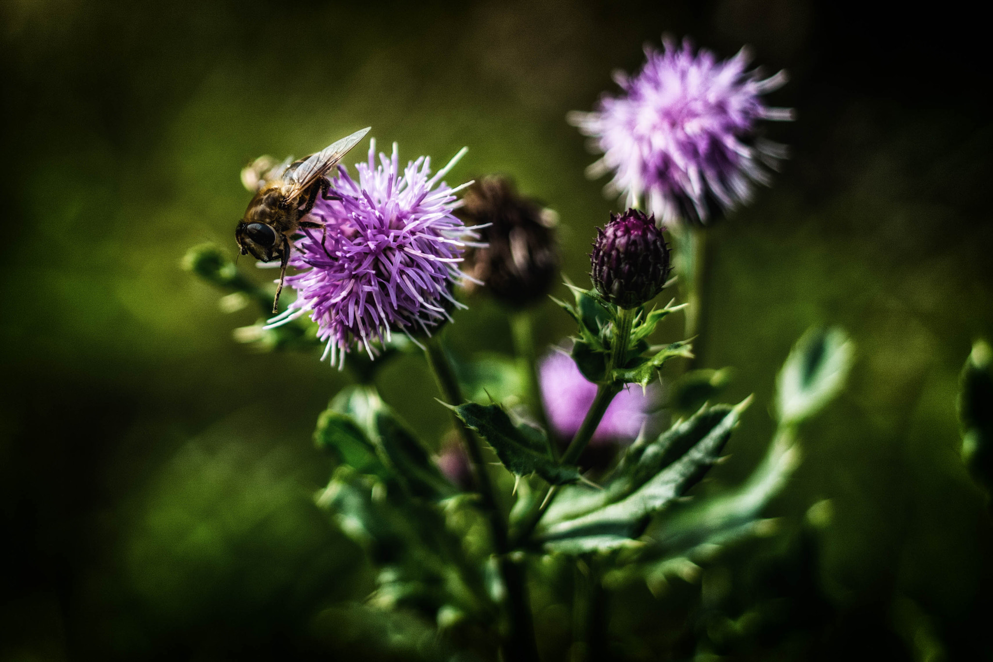 Samsung NX 30mm F2 Pancake sample photo. Wazzeroo photography
