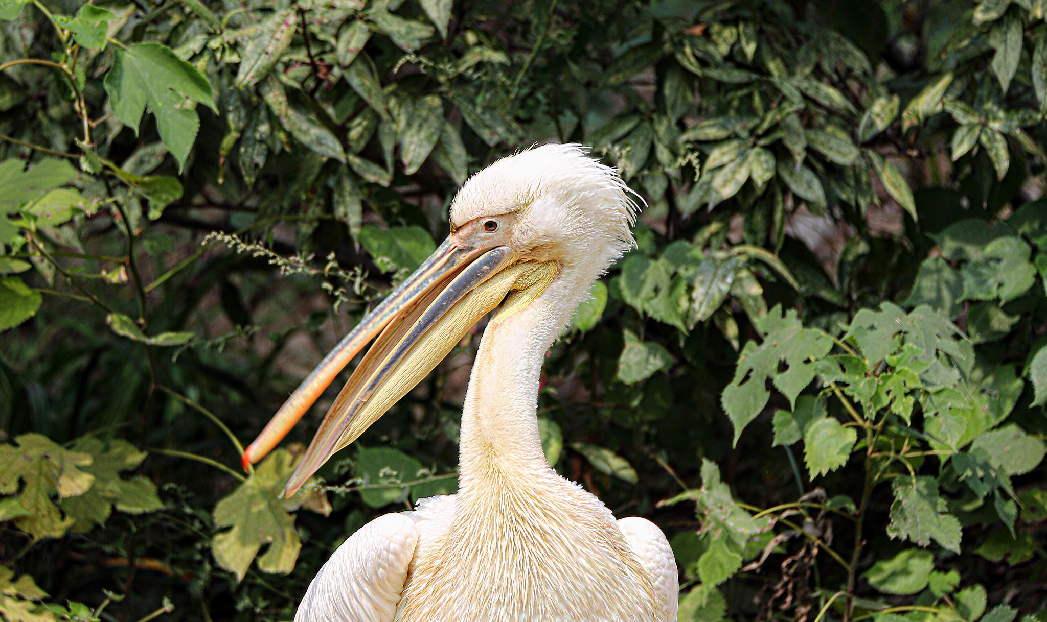 Tamron SP 150-600mm F5-6.3 Di VC USD sample photo