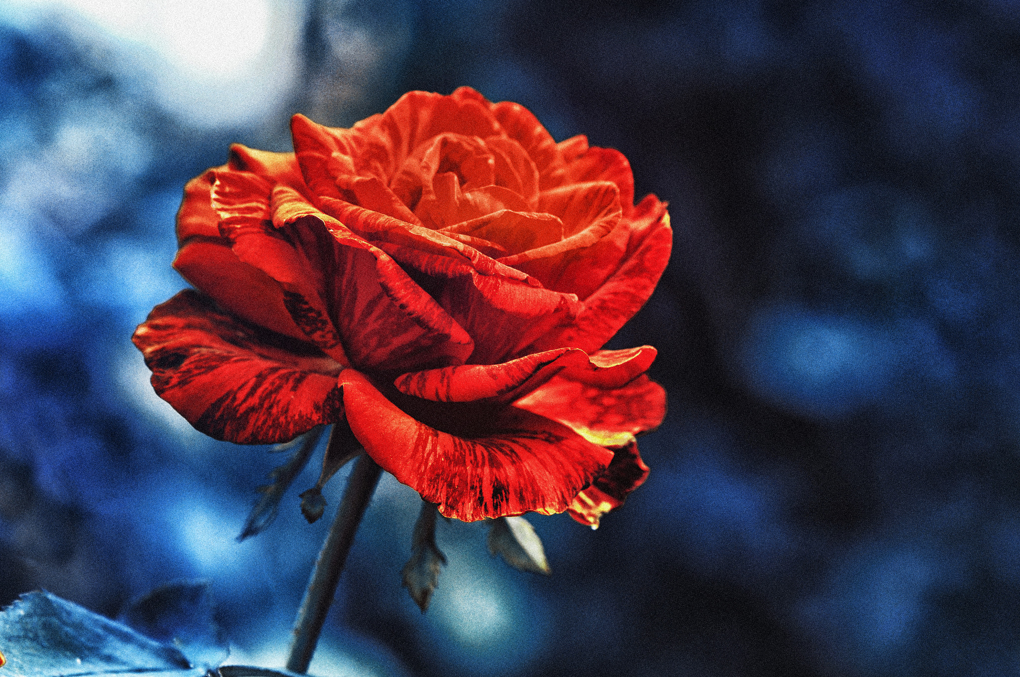 Nikon D300 + AF Micro-Nikkor 105mm f/2.8 sample photo. Роза photography
