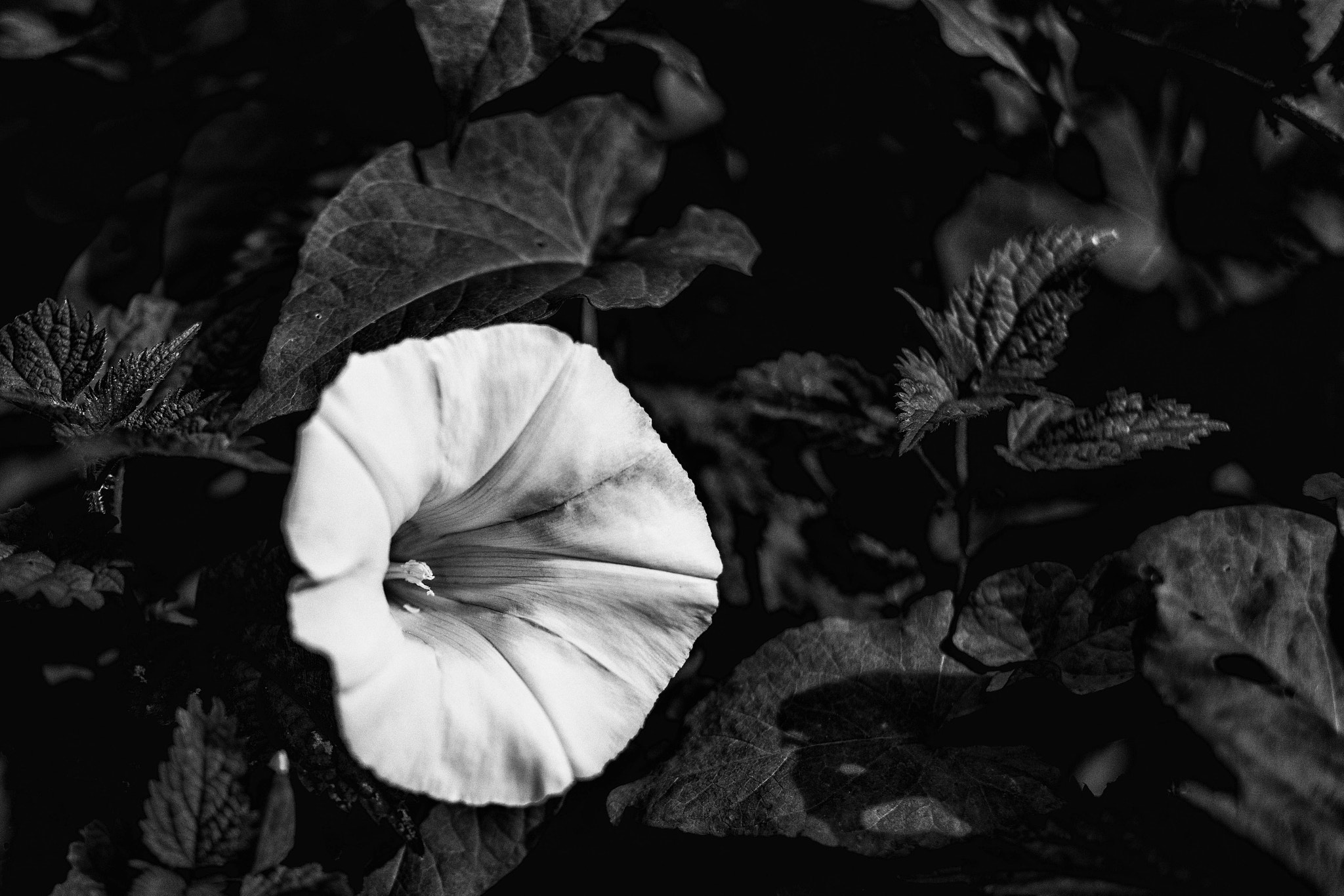Samsung NX 30mm F2 Pancake sample photo. Bitlikeanearlierphotobutipreferit photography